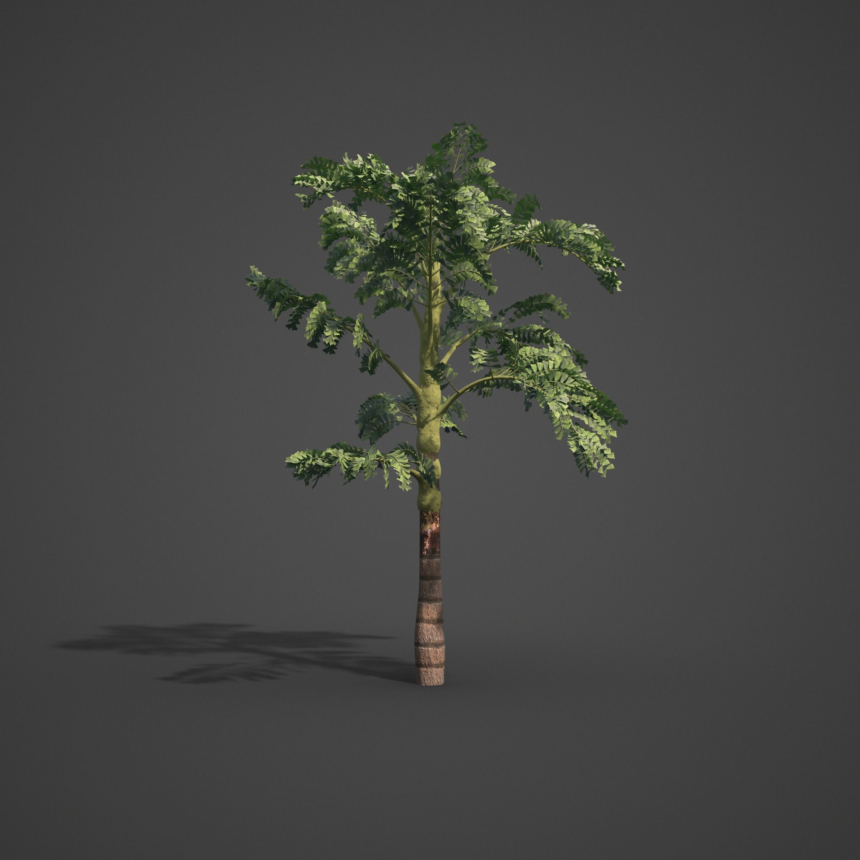2021 PBR Jaggery Palm Collection - Caryota Urens 3D model_6