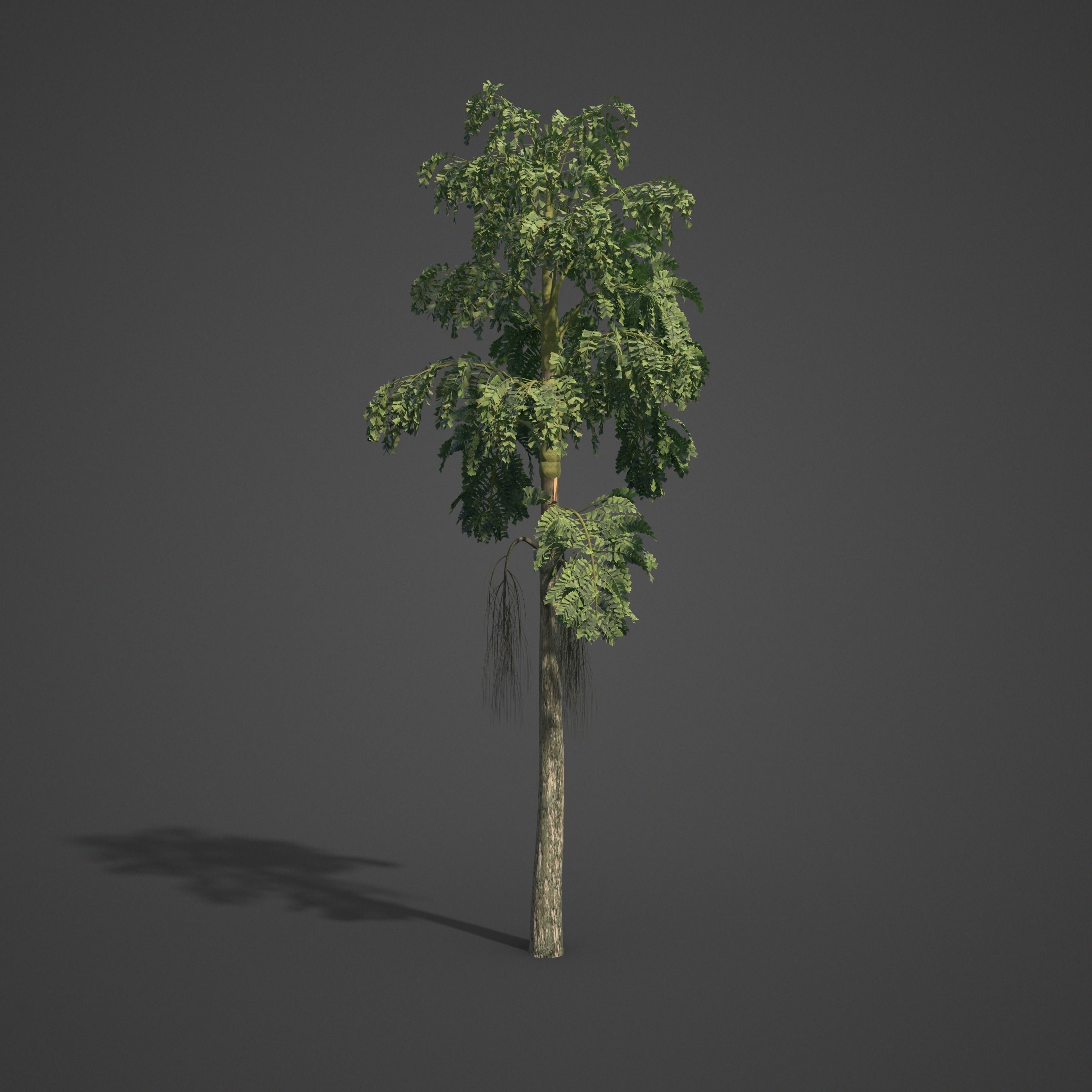 2021 PBR Jaggery Palm Collection - Caryota Urens 3D model_7