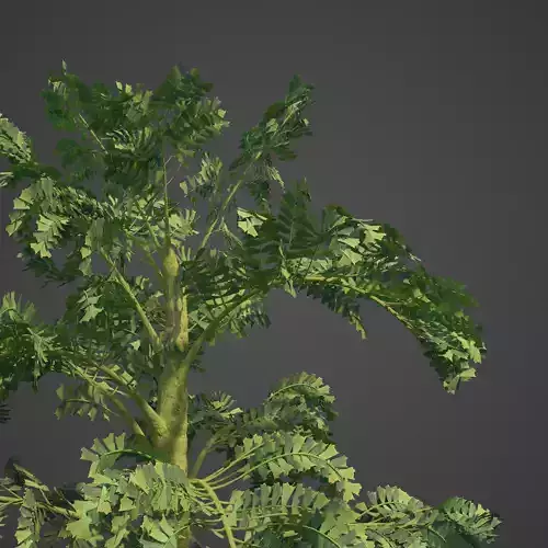 2021 PBR Jaggery Palm Collection - Caryota Urens