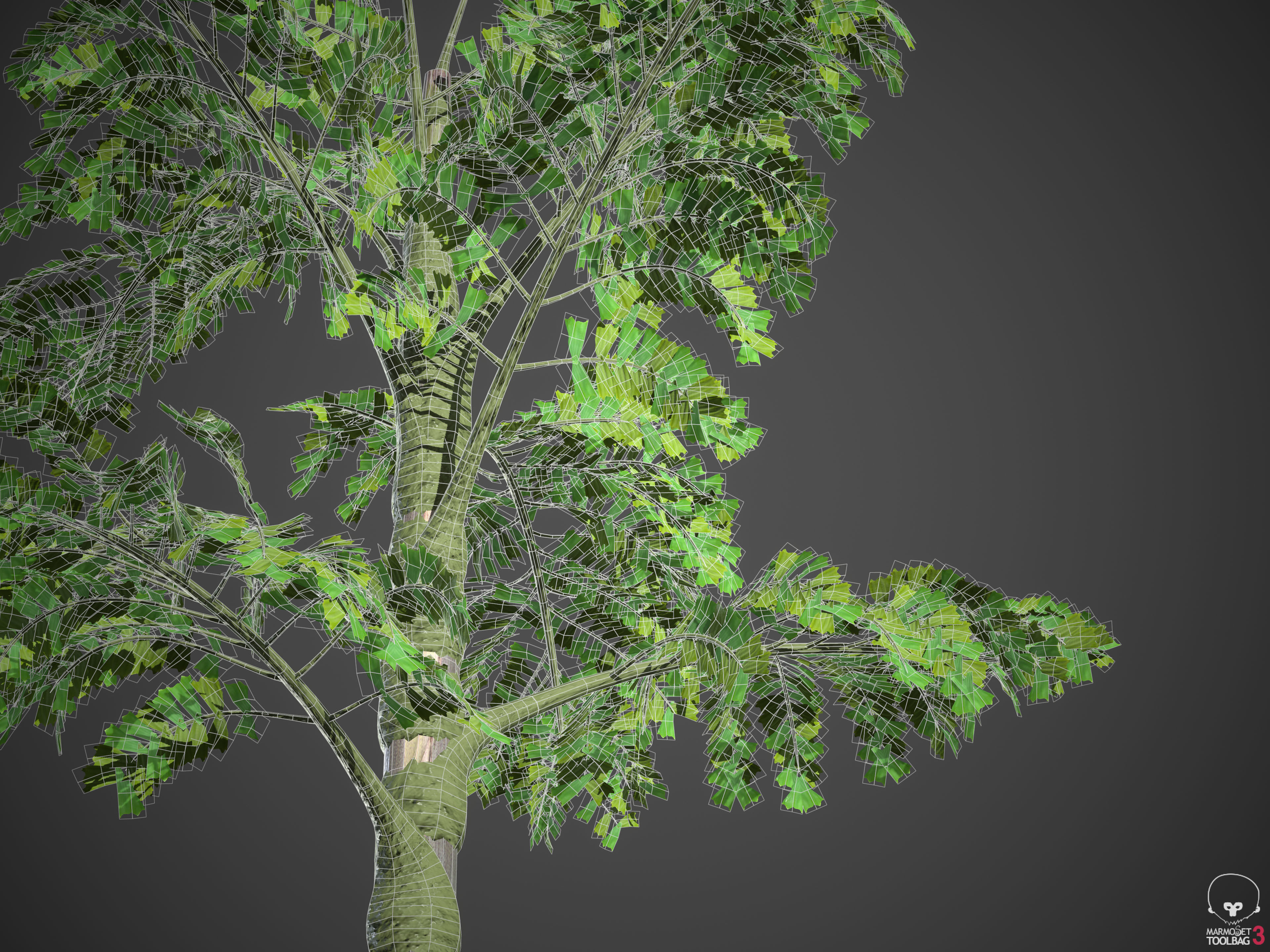 2021 PBR Jaggery Palm Collection - Caryota Urens 3D model_10