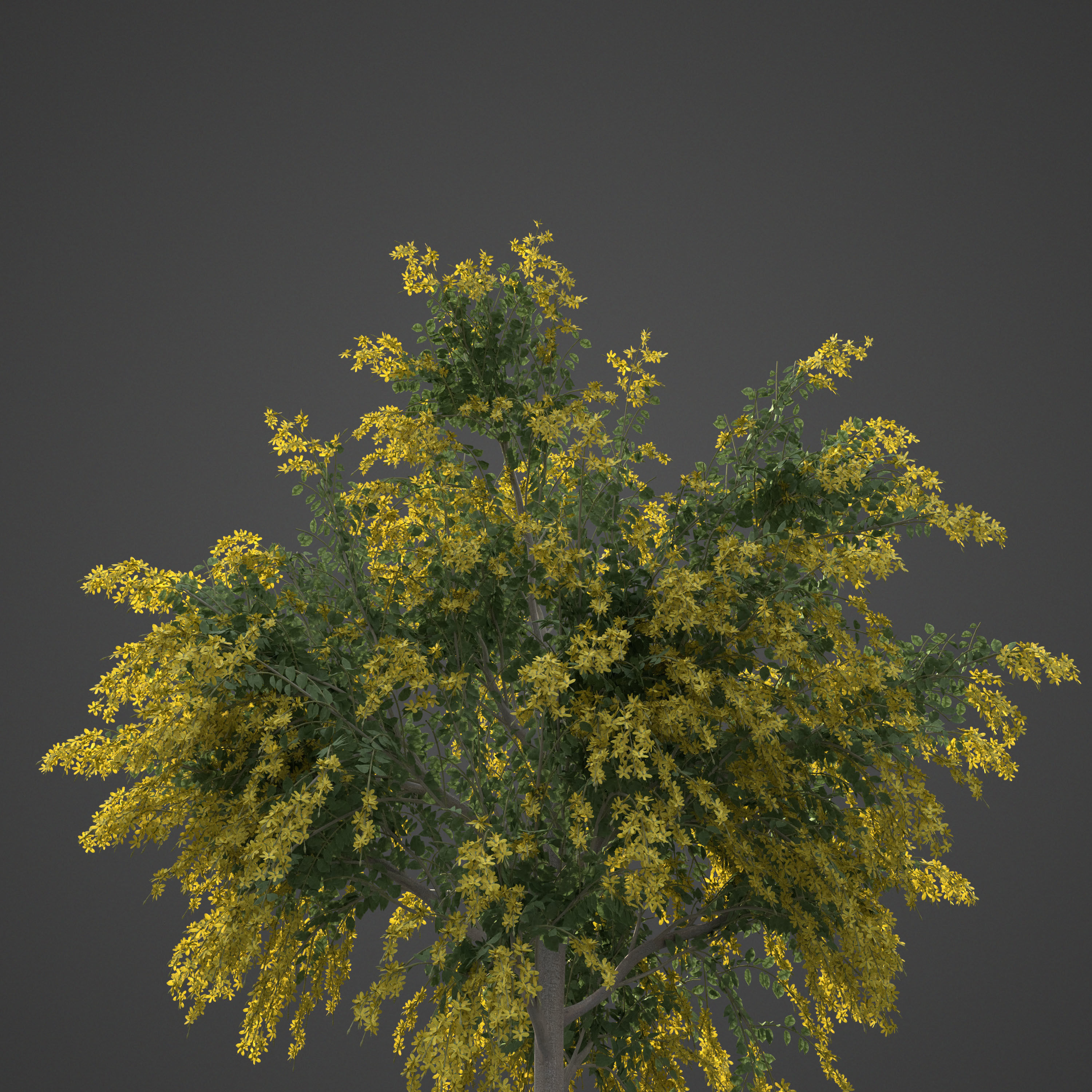 2021 PBR Golden Shower Tree Collection - Cassia Fistula  3D model_7