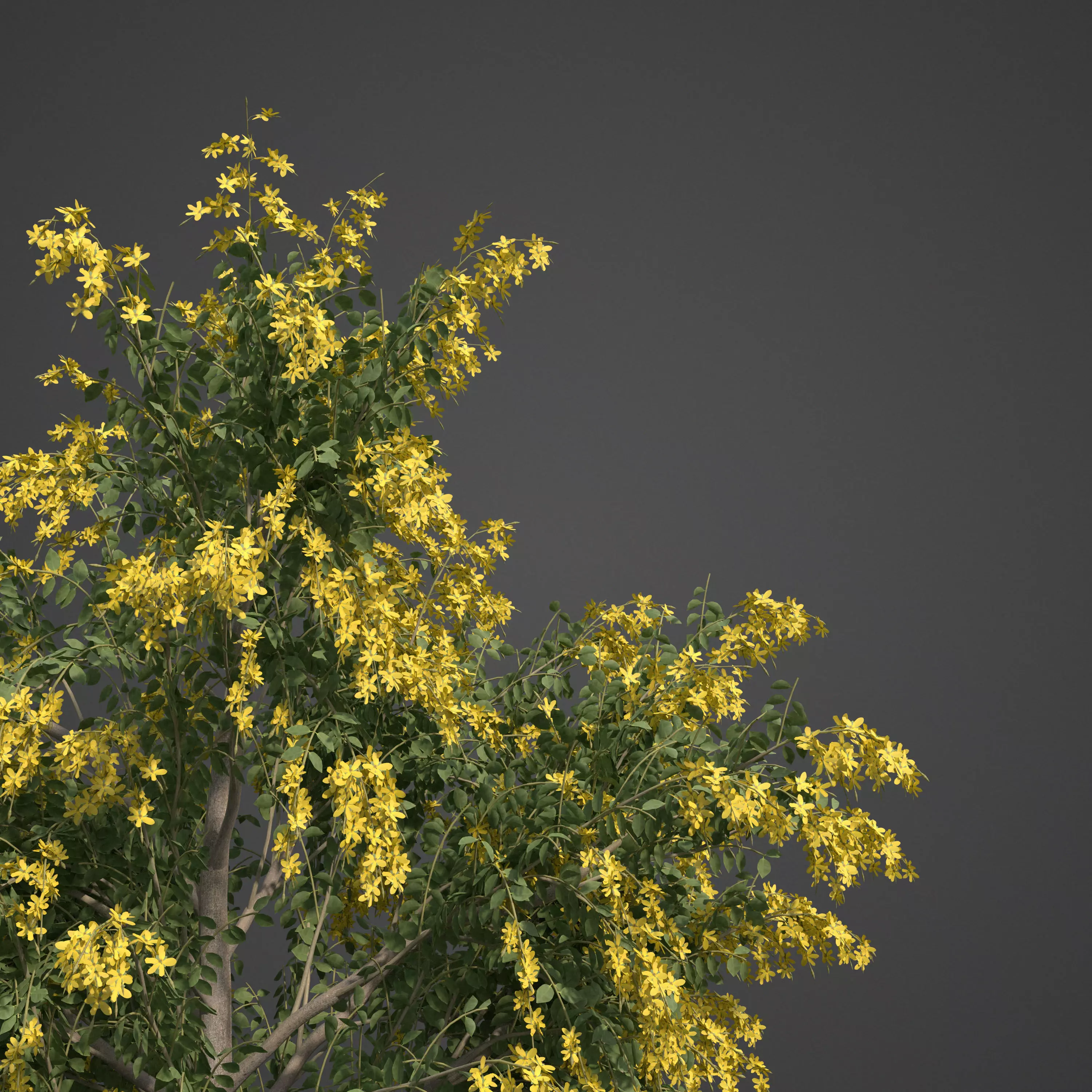 2021 PBR Golden Shower Tree Collection - Cassia Fistula  3D model_0