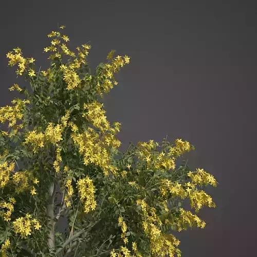 2021 PBR Golden Shower Tree Collection - Cassia Fistula  3D model