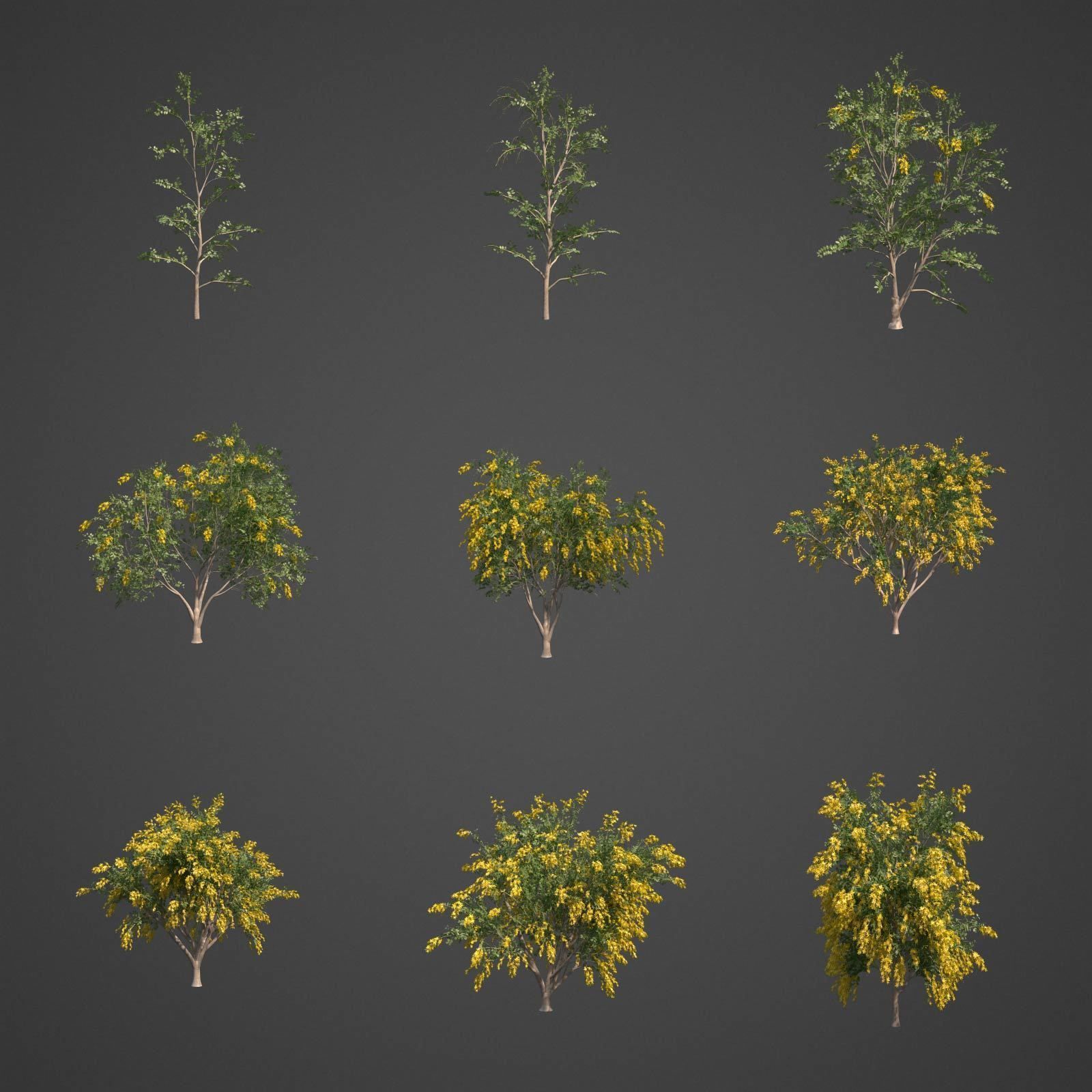 2021 PBR Golden Shower Tree Collection - Cassia Fistula  3D model_2