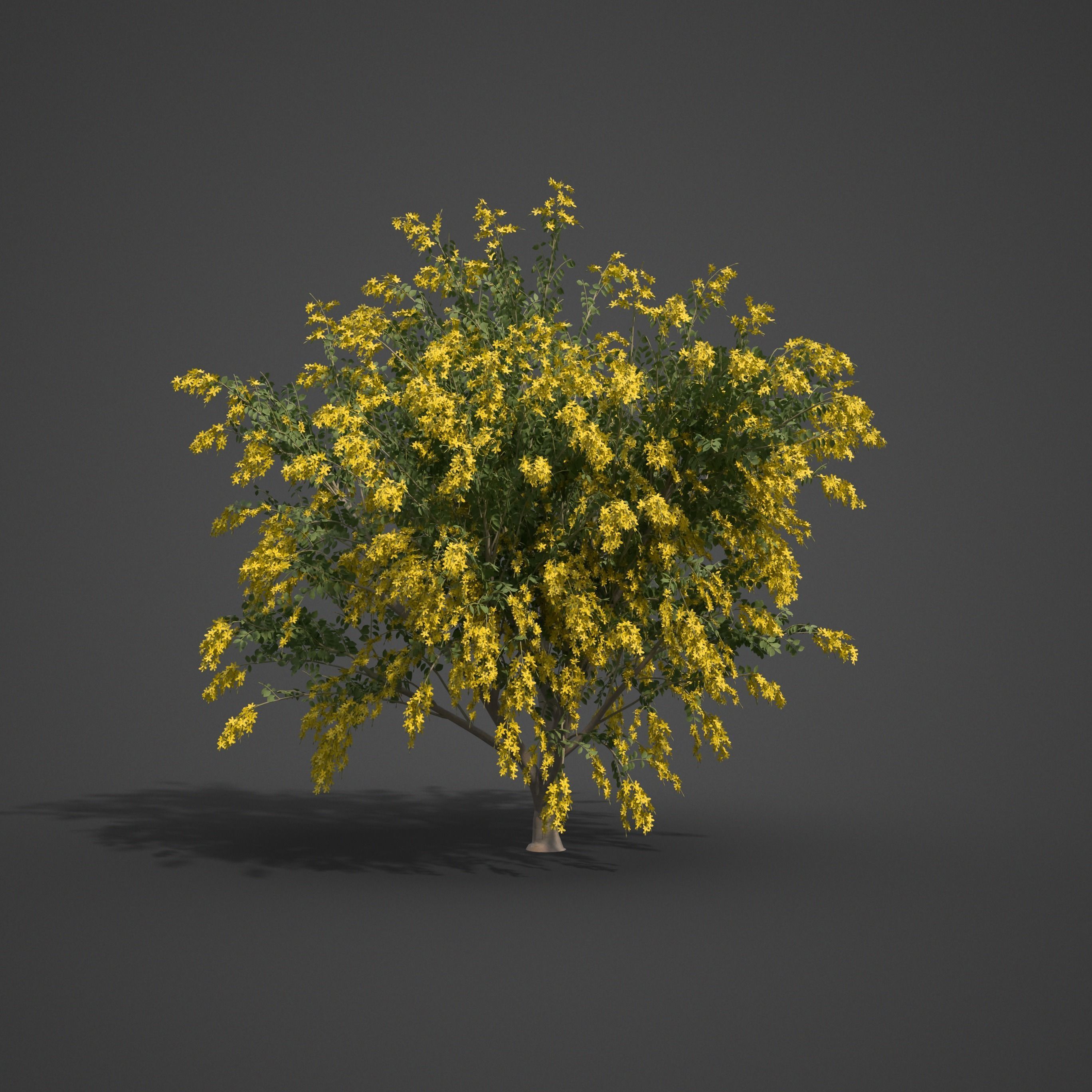 2021 PBR Golden Shower Tree Collection - Cassia Fistula  3D model_5