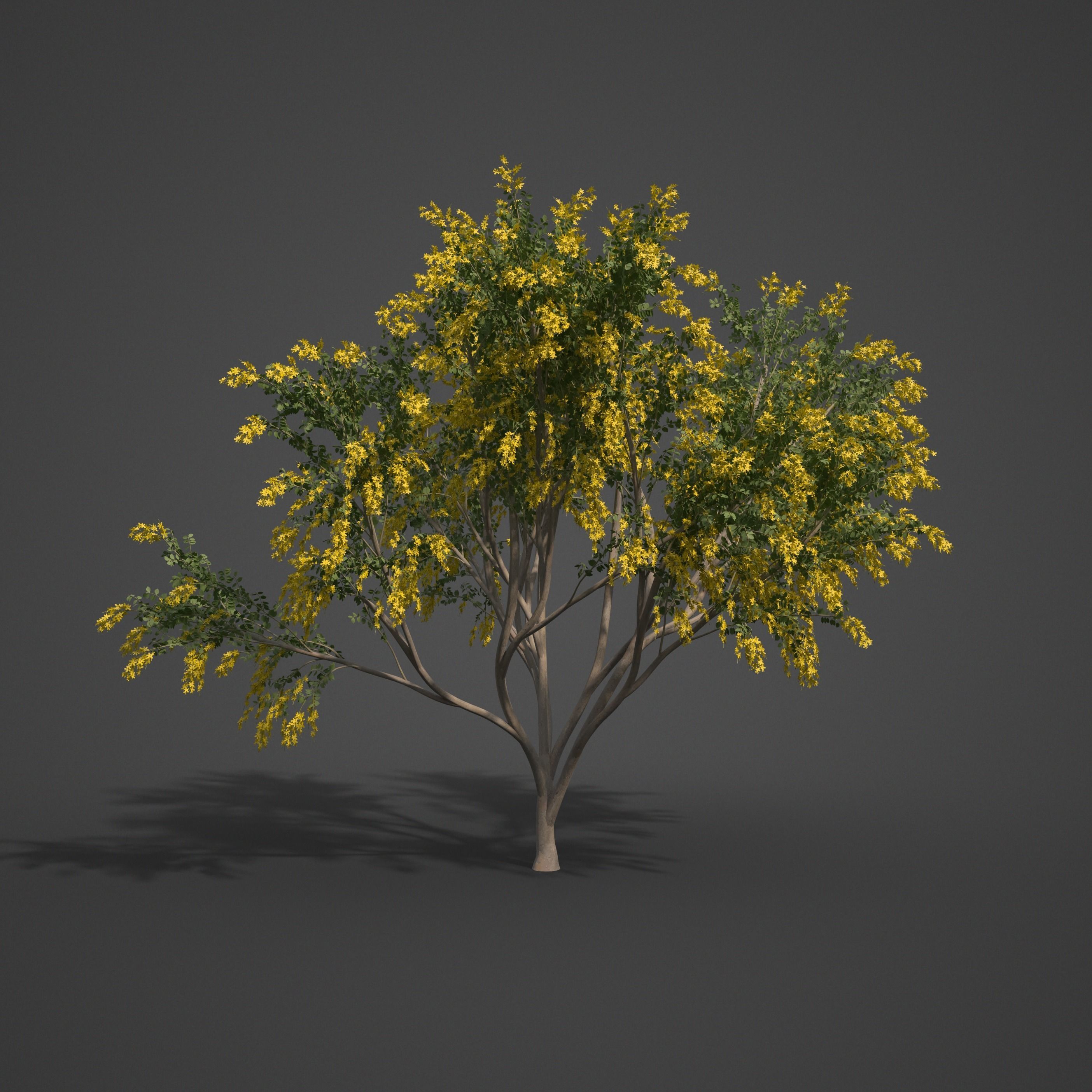 2021 PBR Golden Shower Tree Collection - Cassia Fistula  3D model_4