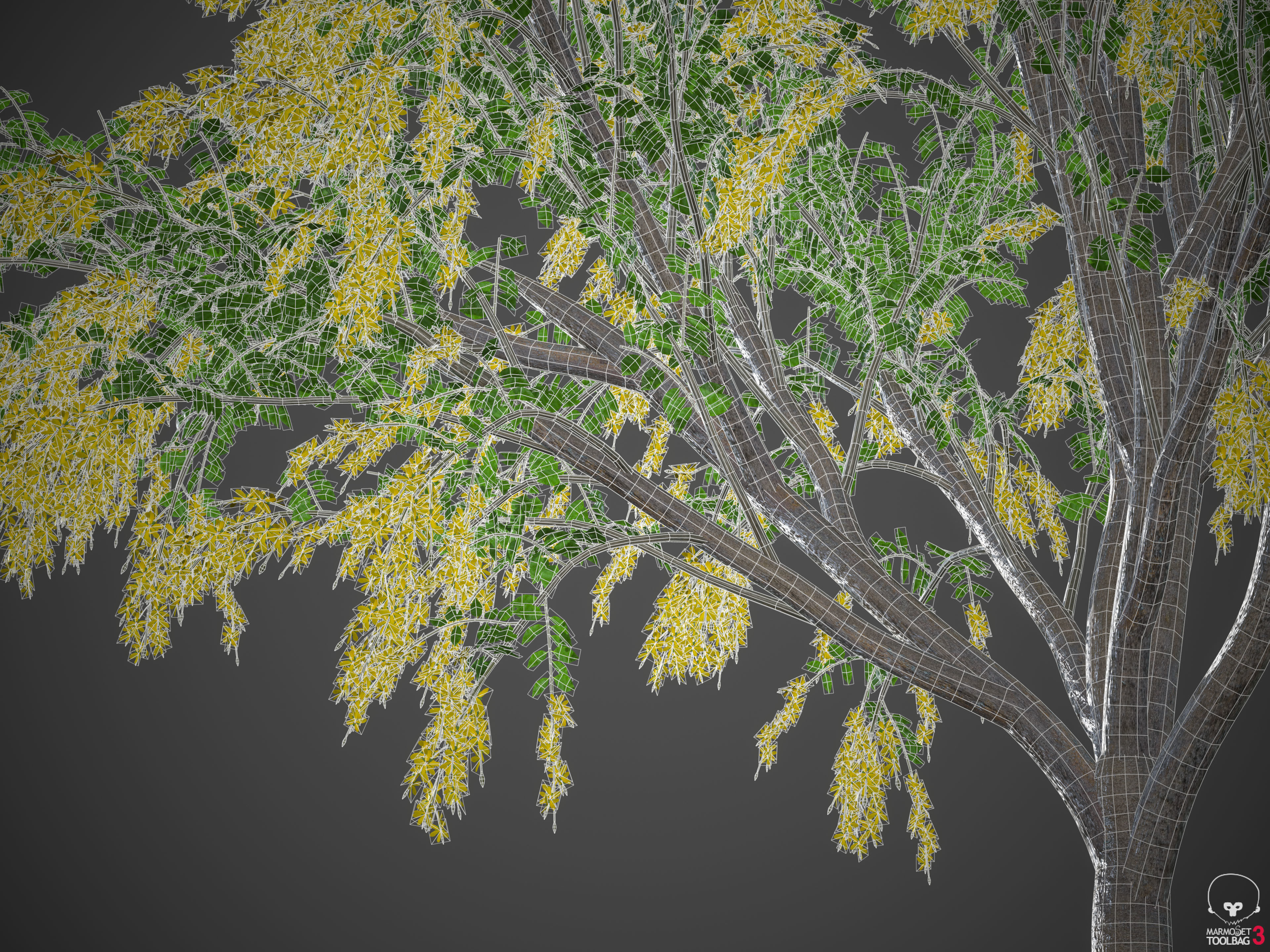 2021 PBR Golden Shower Tree Collection - Cassia Fistula  3D model_10