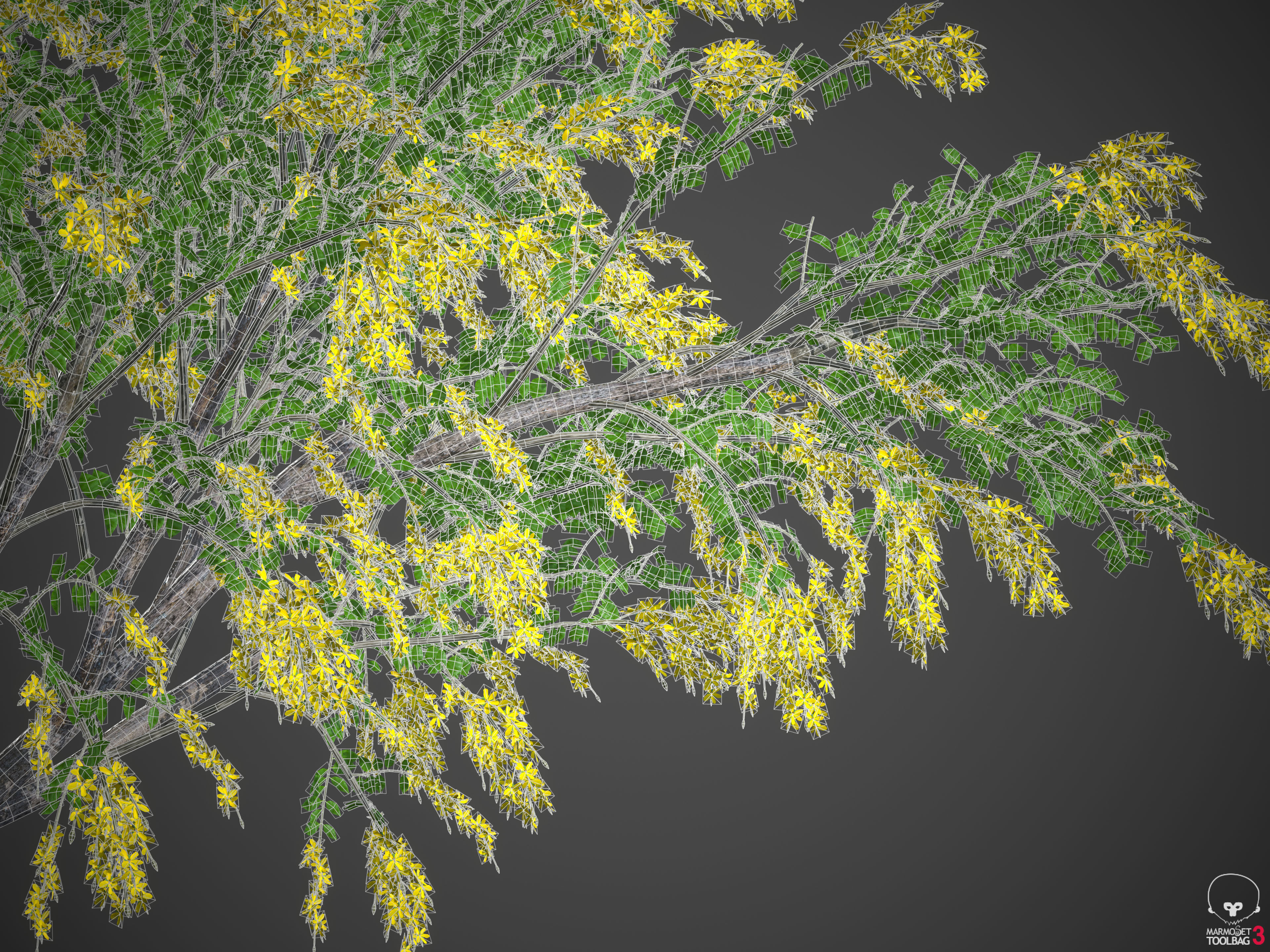 2021 PBR Golden Shower Tree Collection - Cassia Fistula  3D model_8