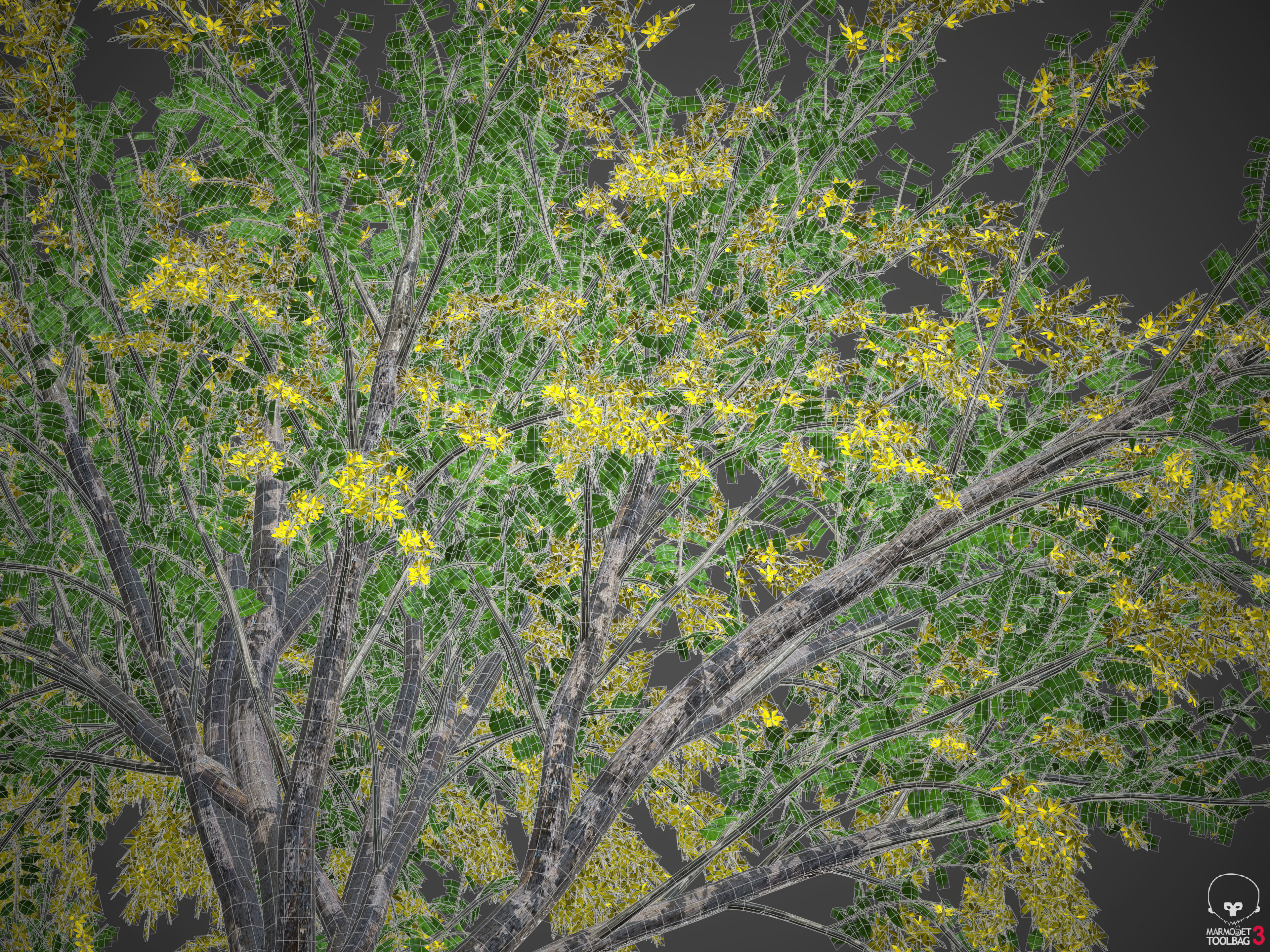 2021 PBR Golden Shower Tree Collection - Cassia Fistula  3D model_9