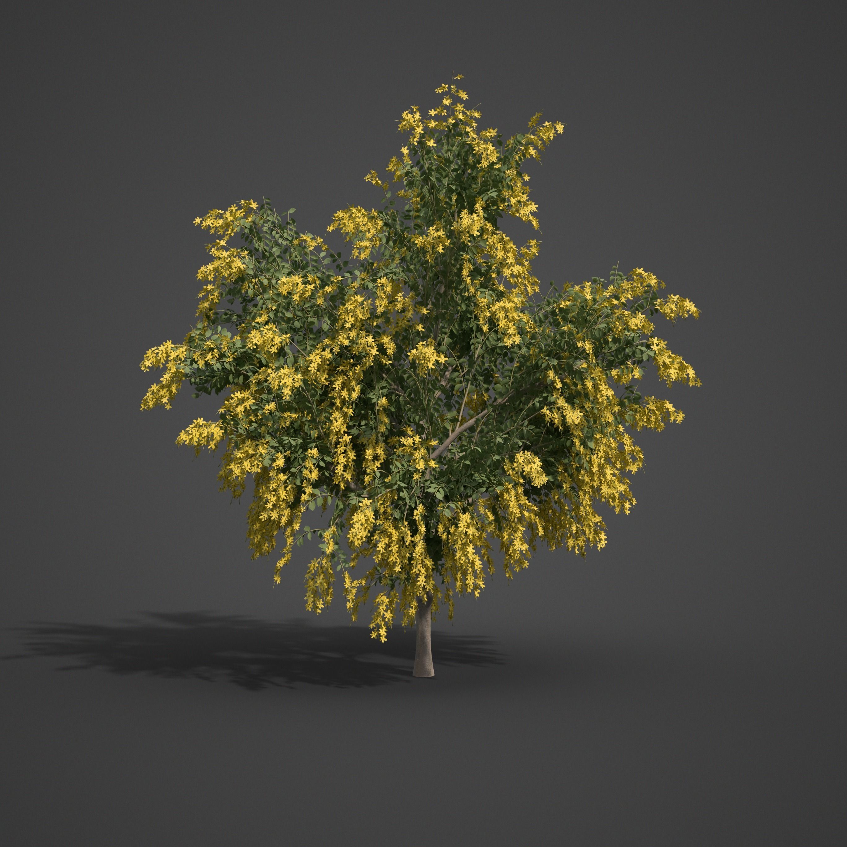 2021 PBR Golden Shower Tree Collection - Cassia Fistula  3D model_6