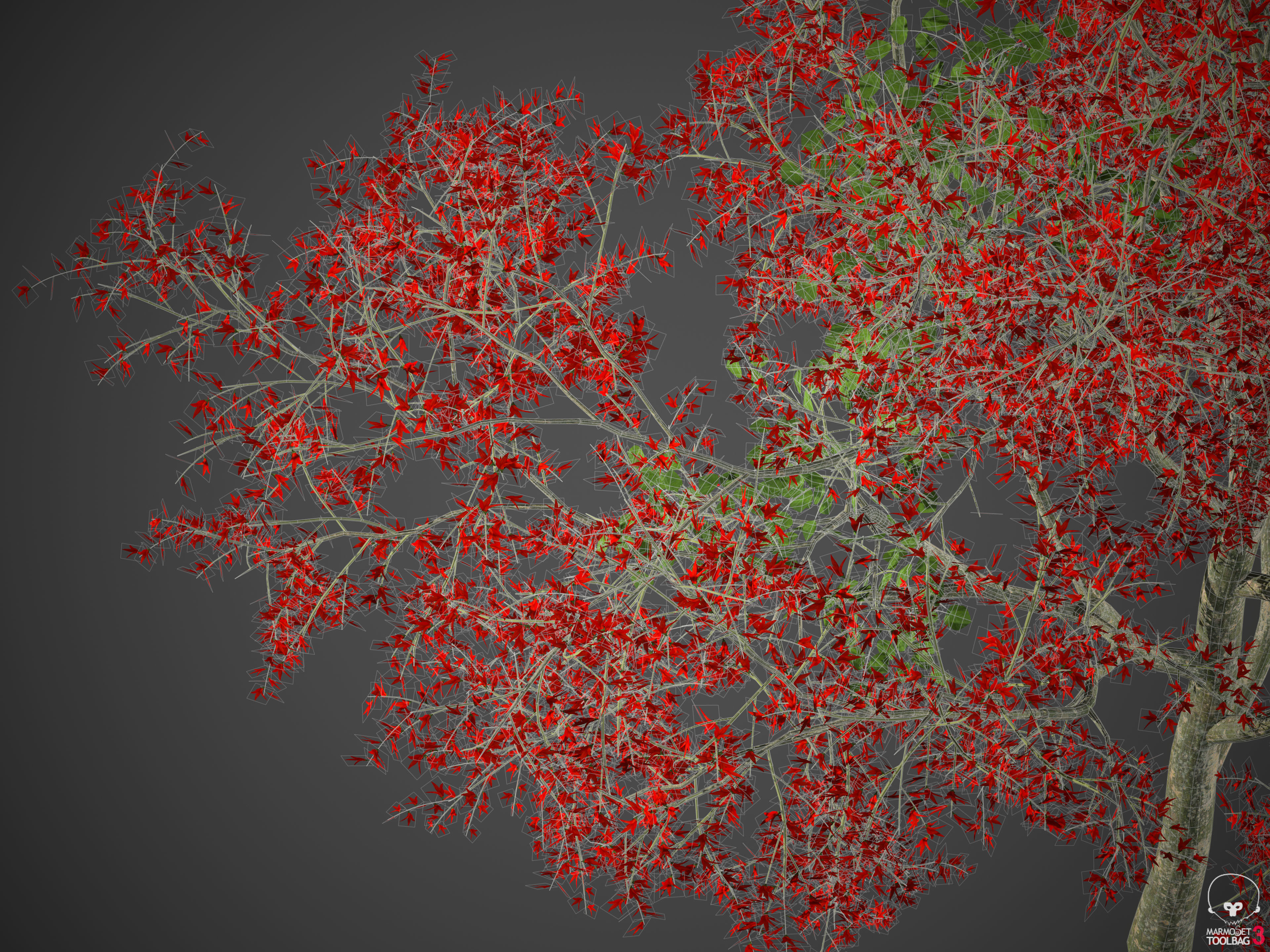 2021 PBR Flame of the Forest Collection - Butea Monosperma 3D model_12