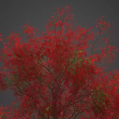 2021 PBR Flame of the Forest Collection - Butea Monosperma 3D model