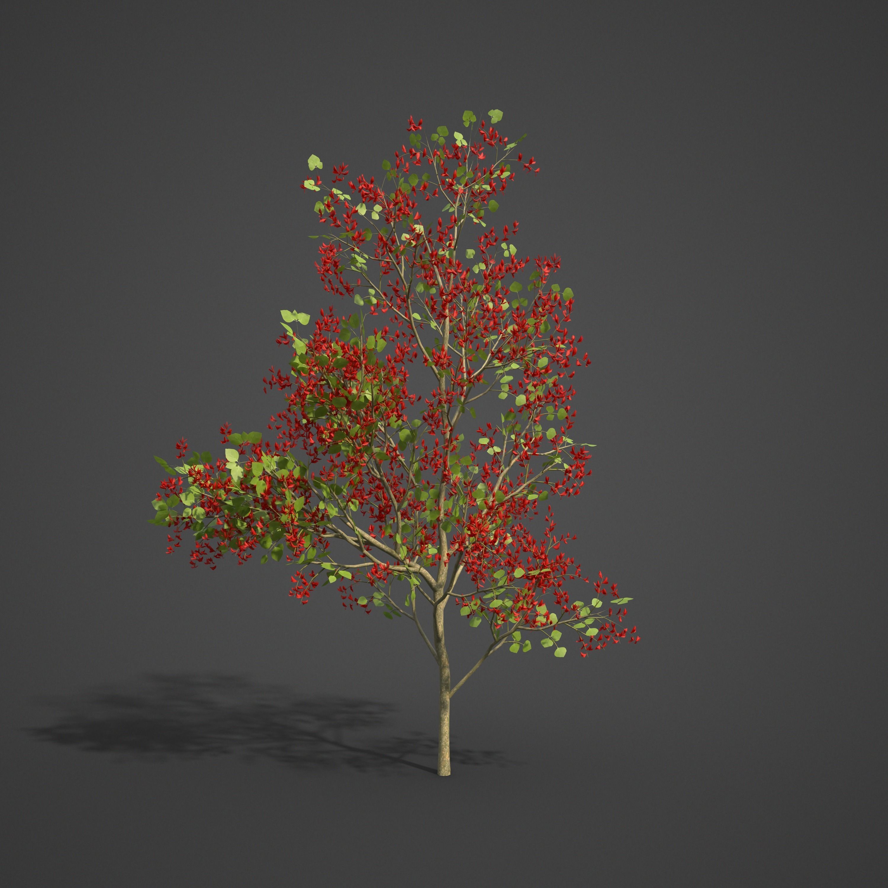 2021 PBR Flame of the Forest Collection - Butea Monosperma 3D model_6