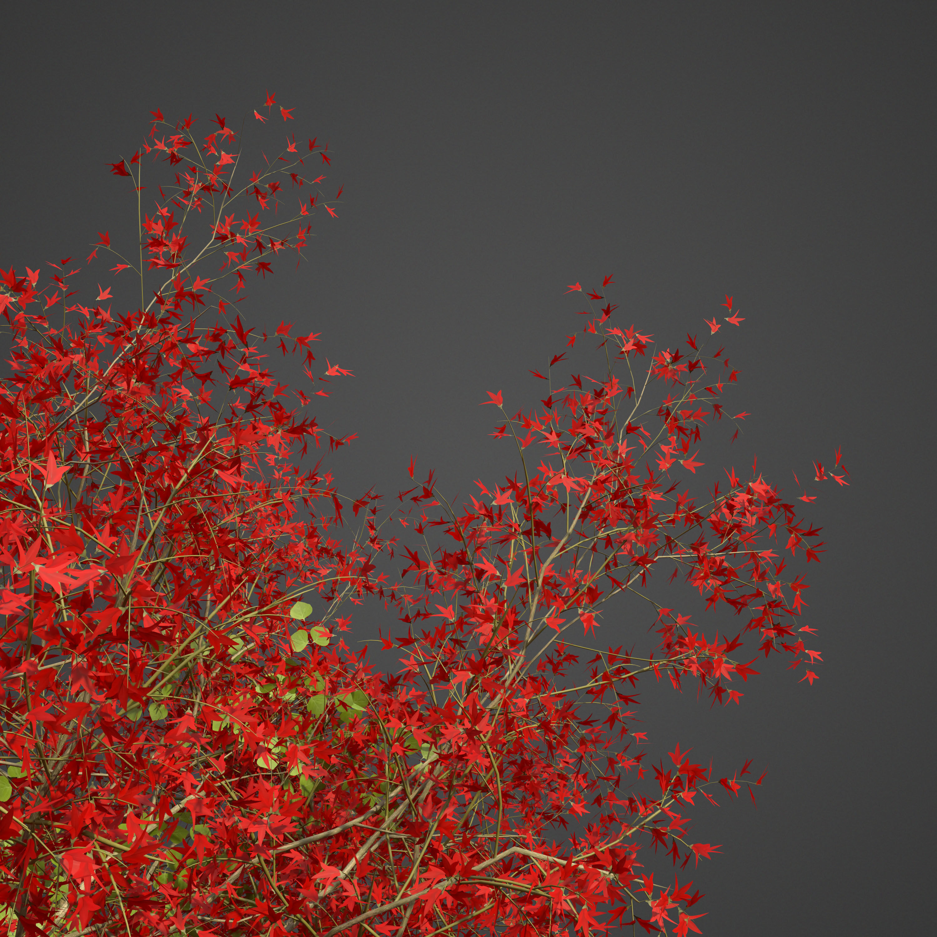 2021 PBR Flame of the Forest Collection - Butea Monosperma 3D model_4