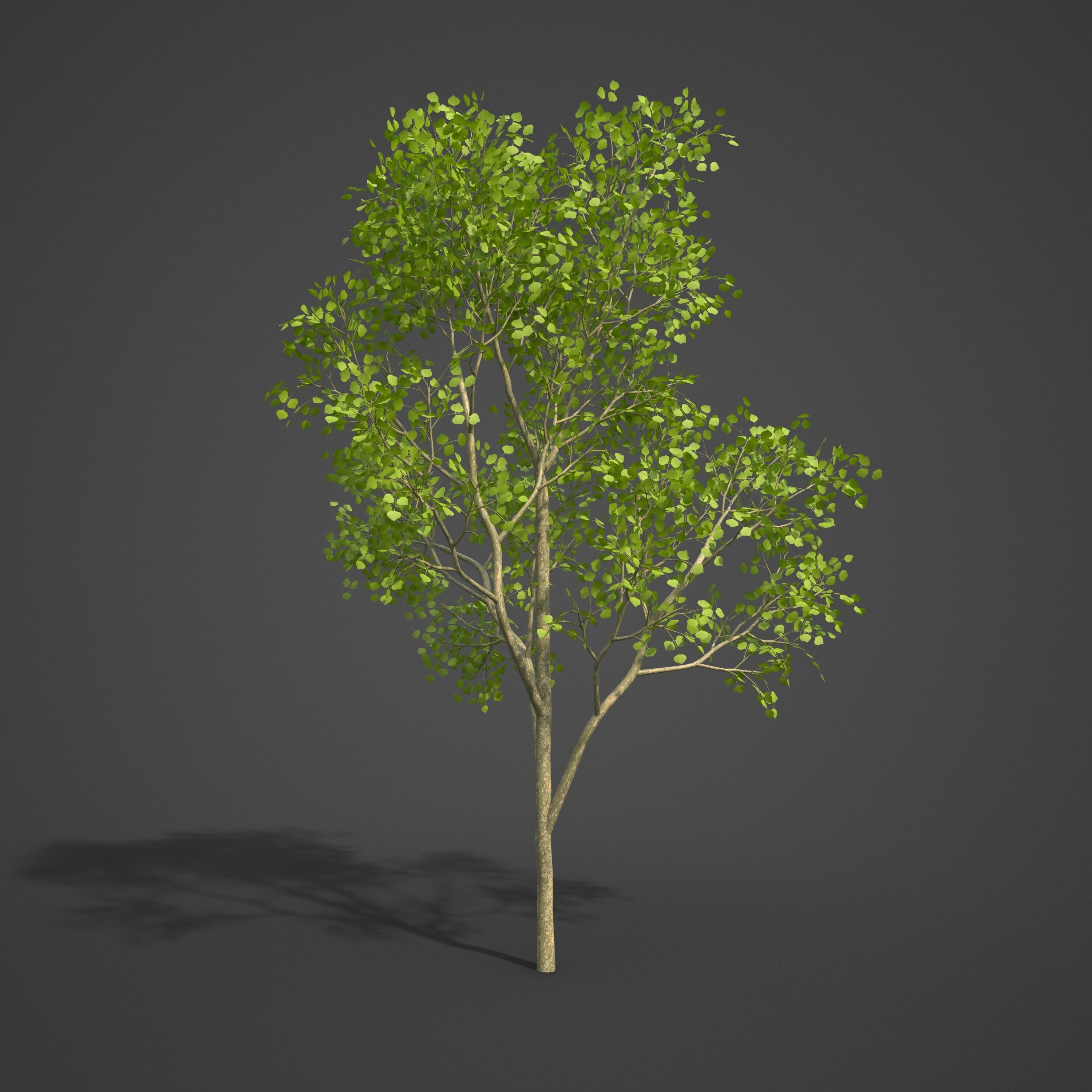 2021 PBR Flame of the Forest Collection - Butea Monosperma 3D model_5