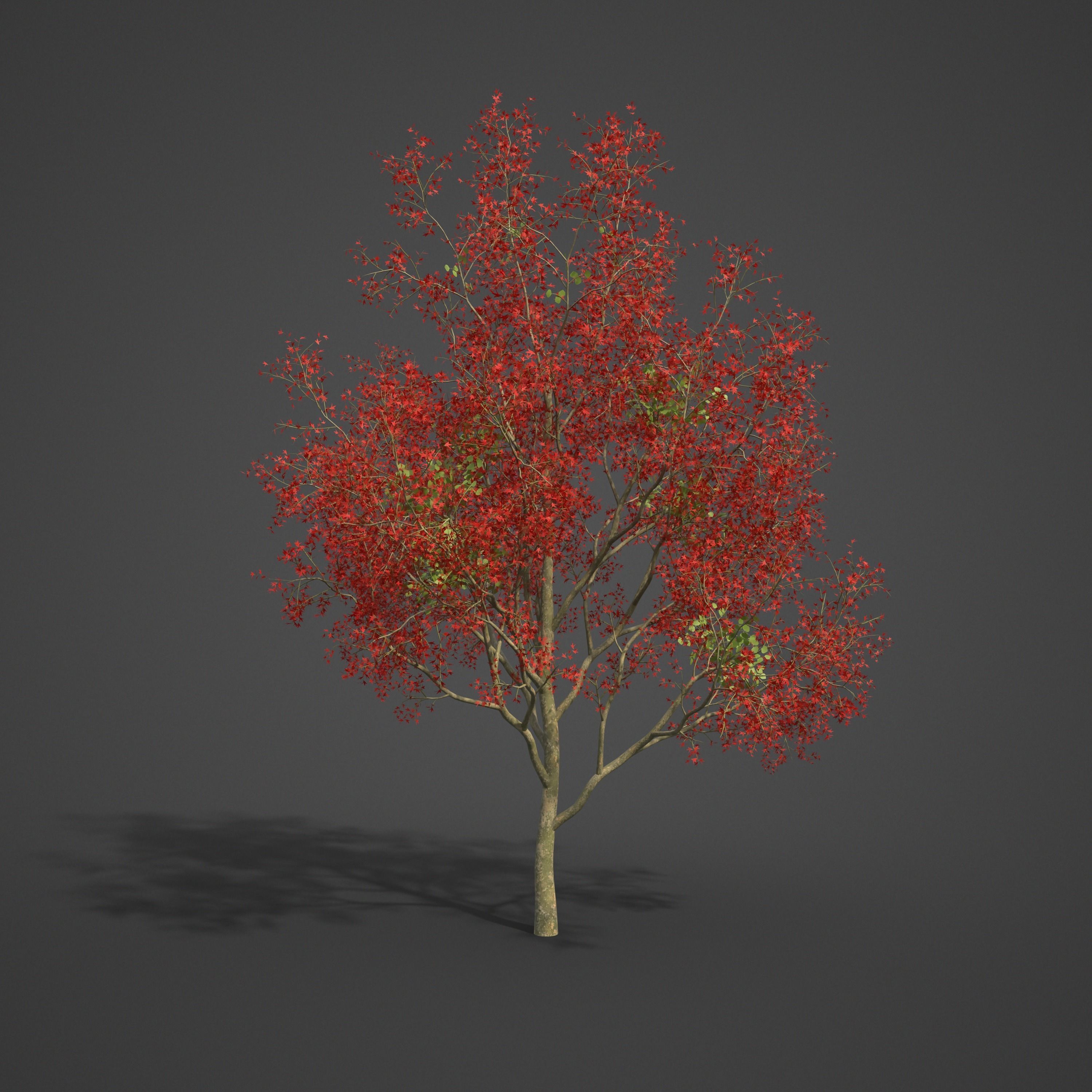 2021 PBR Flame of the Forest Collection - Butea Monosperma 3D model_7