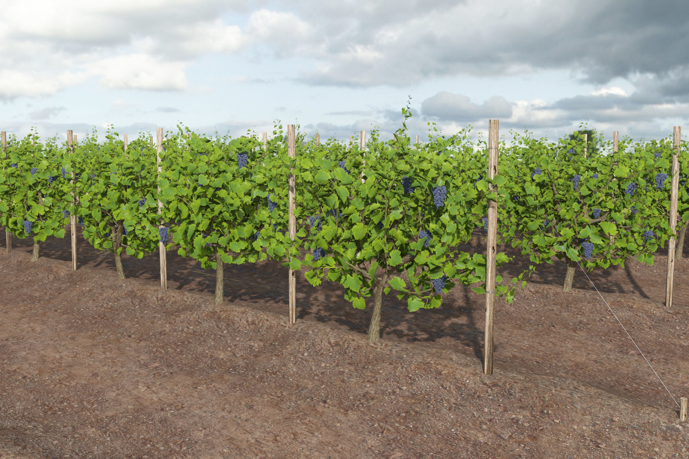 Wine Plant Vineyard Grapes fruits v3  3D model_4