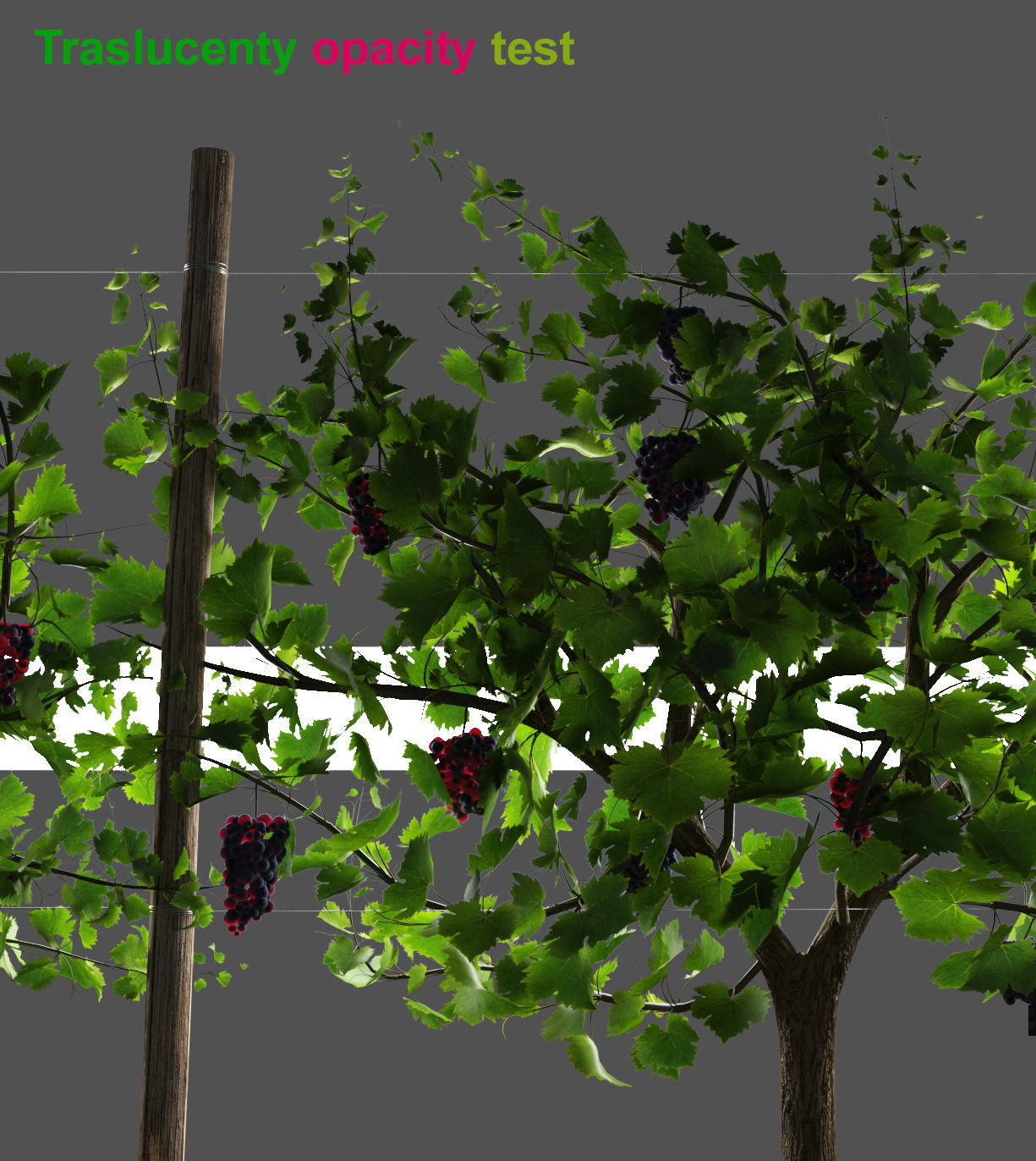 Wine Plant Vineyard Grapes fruits v3  3D model_3