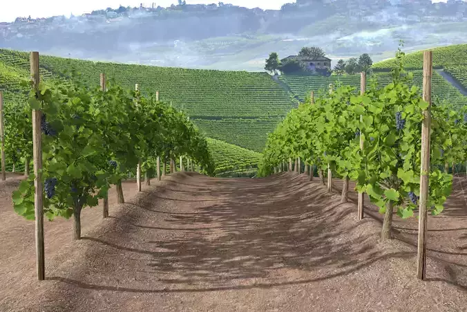 Wine Plant Vineyard Grapes fruits v3  3D model
