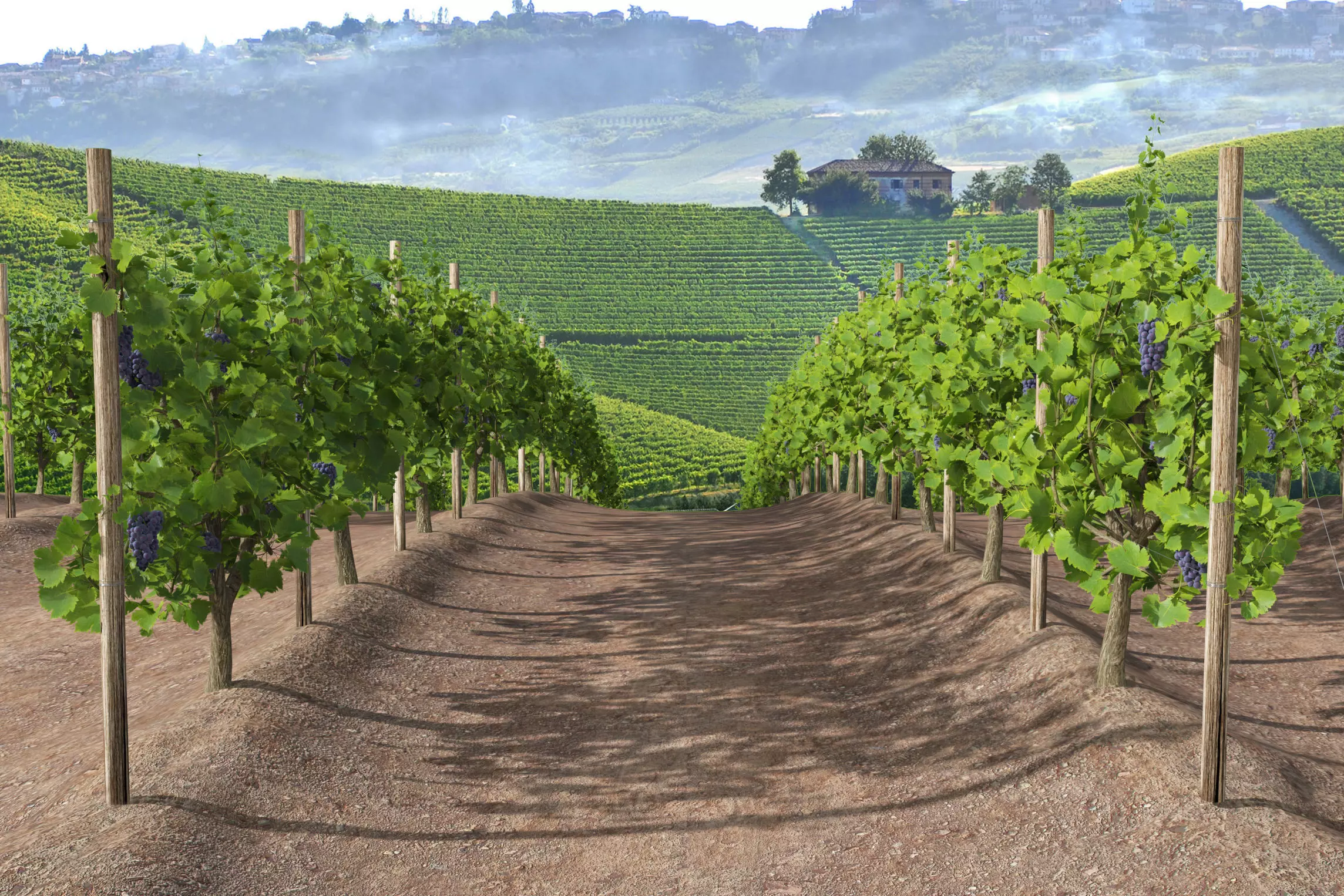 Wine Plant Vineyard Grapes fruits v3  3D model_0
