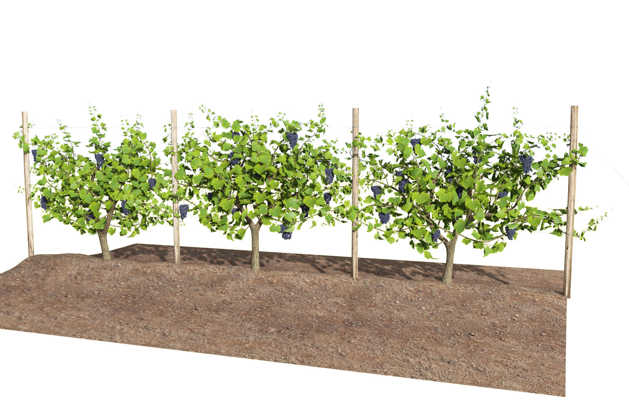 Wine Plant Vineyard Grapes fruits v3  3D model_8