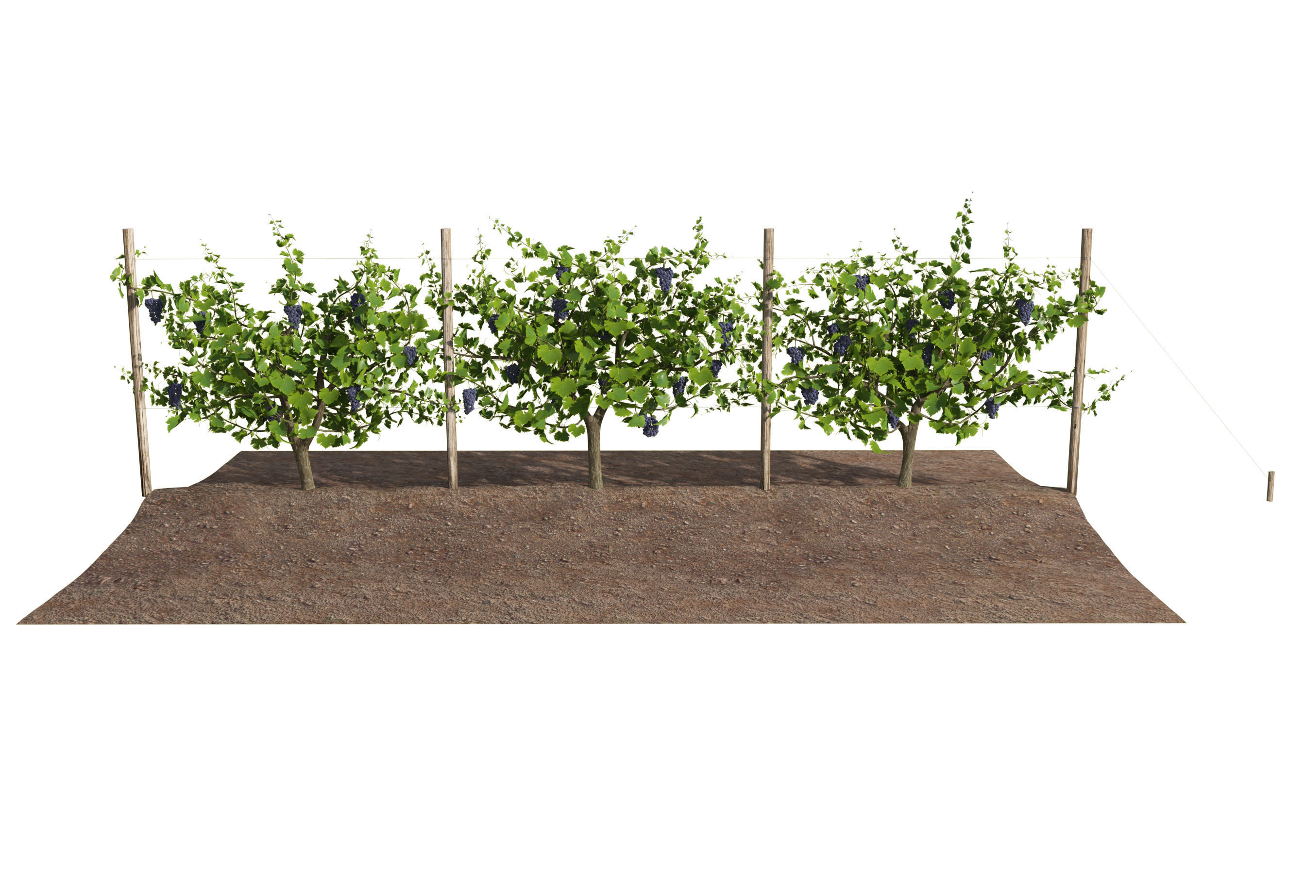 Wine Plant Vineyard Grapes fruits v3  3D model_6