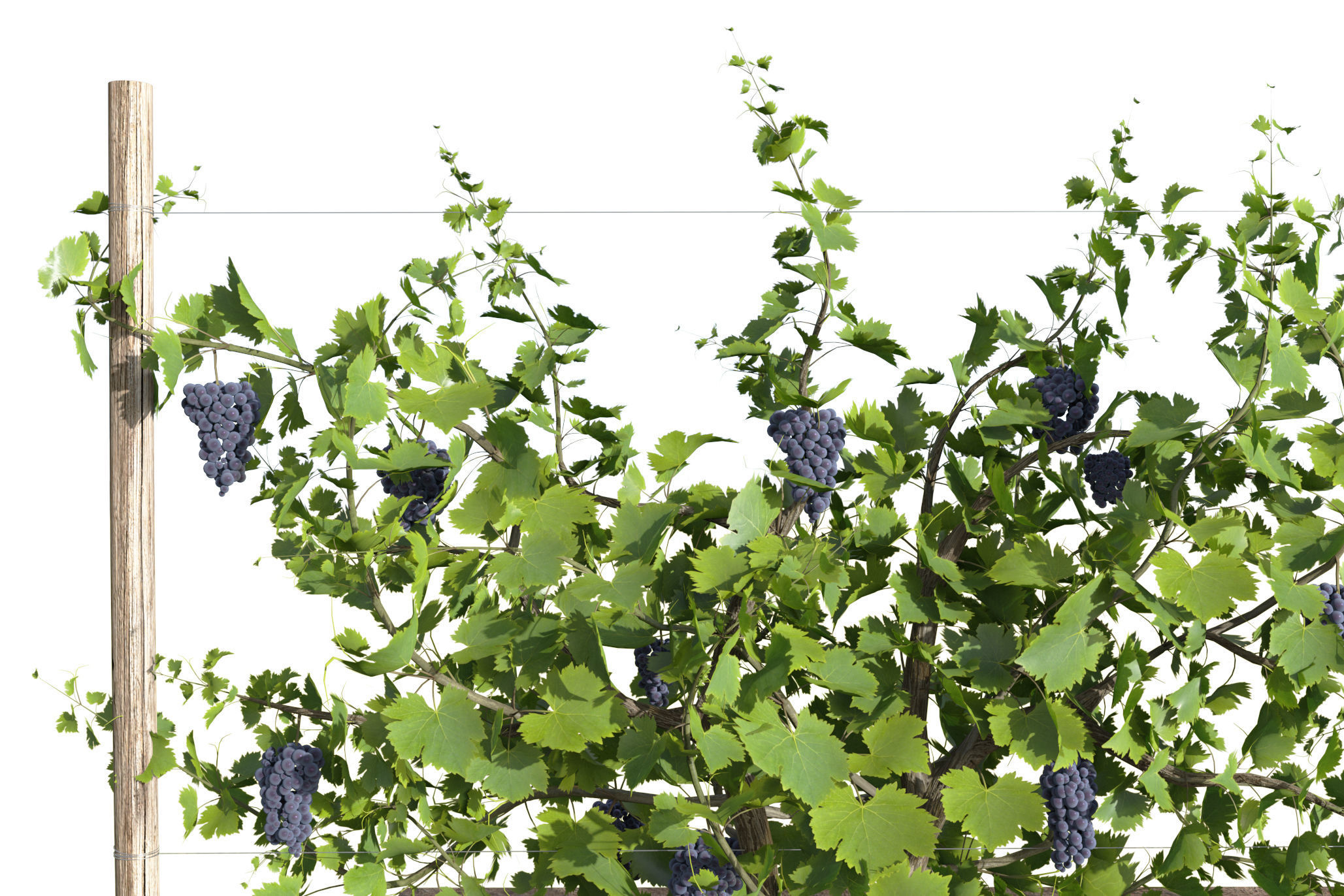 Wine Plant Vineyard Grapes fruits v3  3D model_2