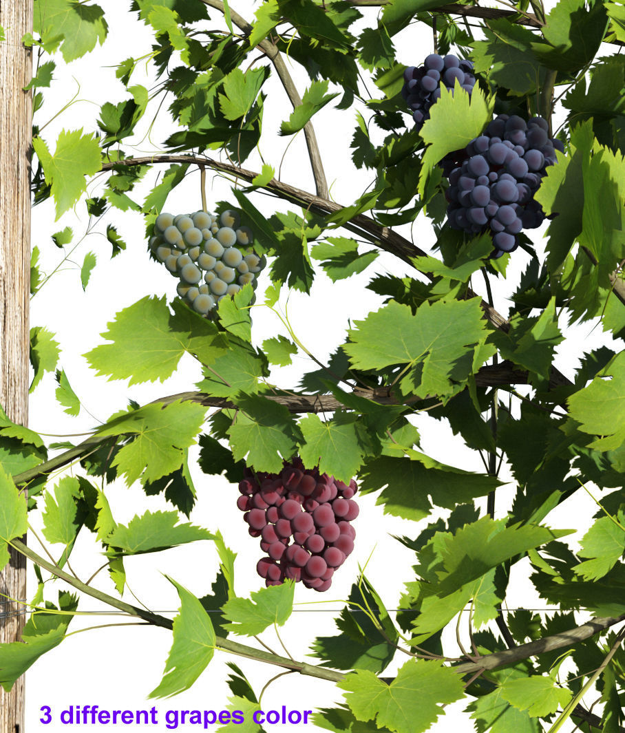 Wine Plant Vineyard Grapes fruits v3  3D model_5
