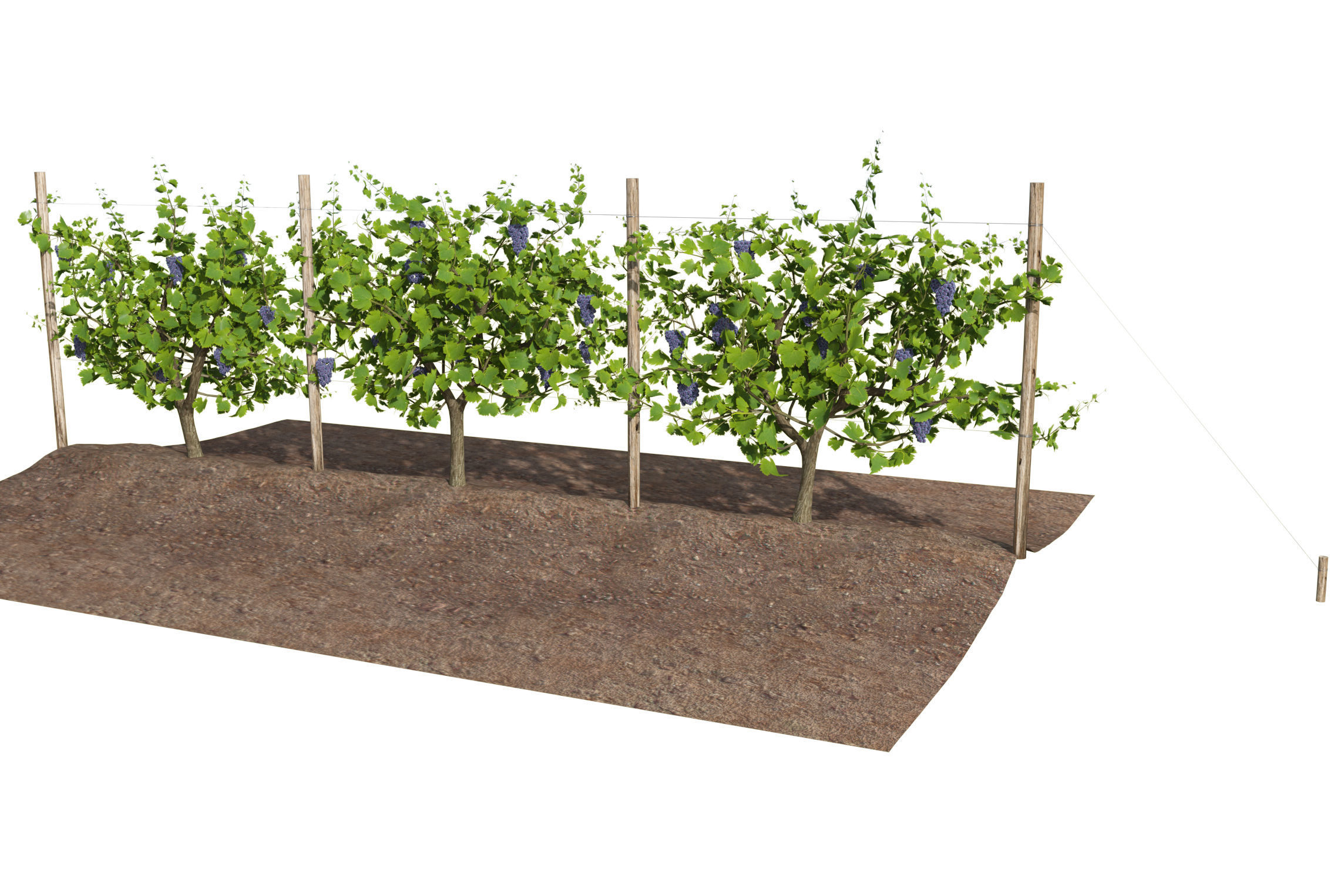 Wine Plant Vineyard Grapes fruits v3  3D model_7