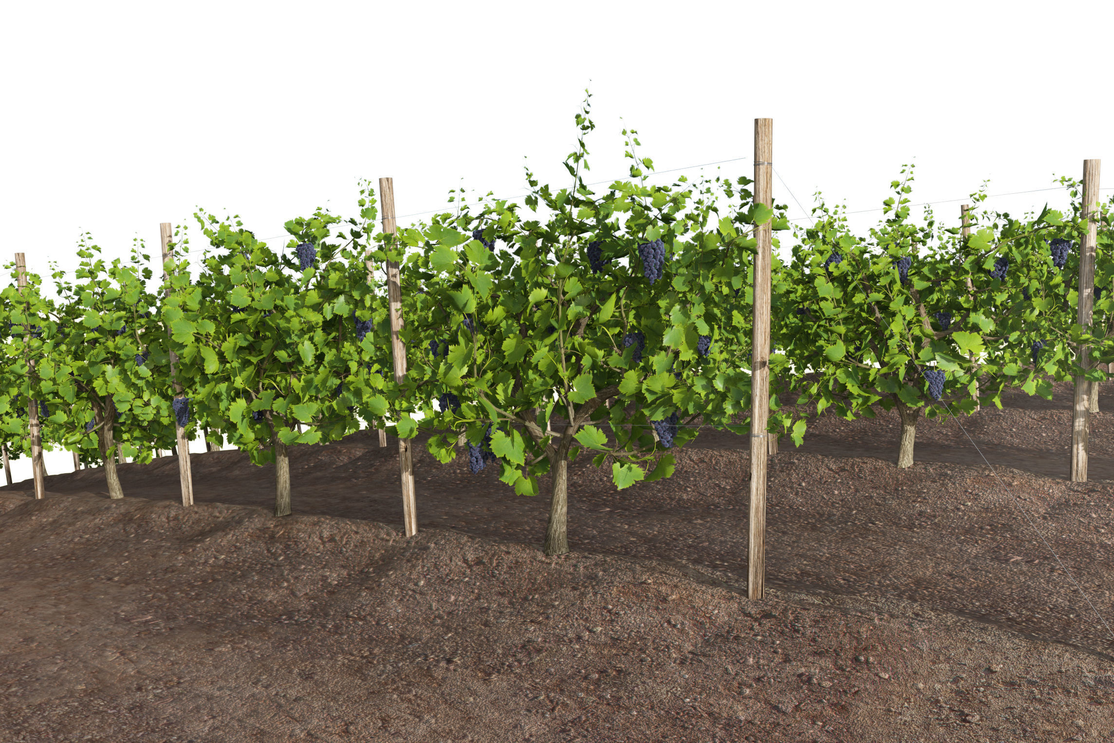 Wine Plant Vineyard Grapes fruits v3  3D model_1