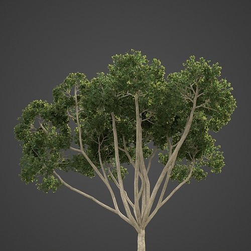 2021 PBR Weeping Fig Collection - Ficus Benjamina  3D model