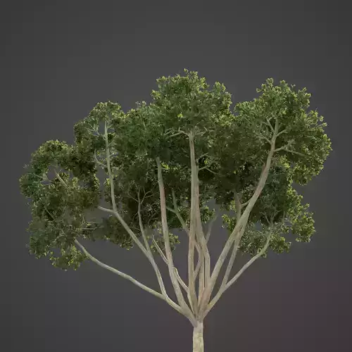 2021 PBR Weeping Fig Collection - Ficus Benjamina  3D model