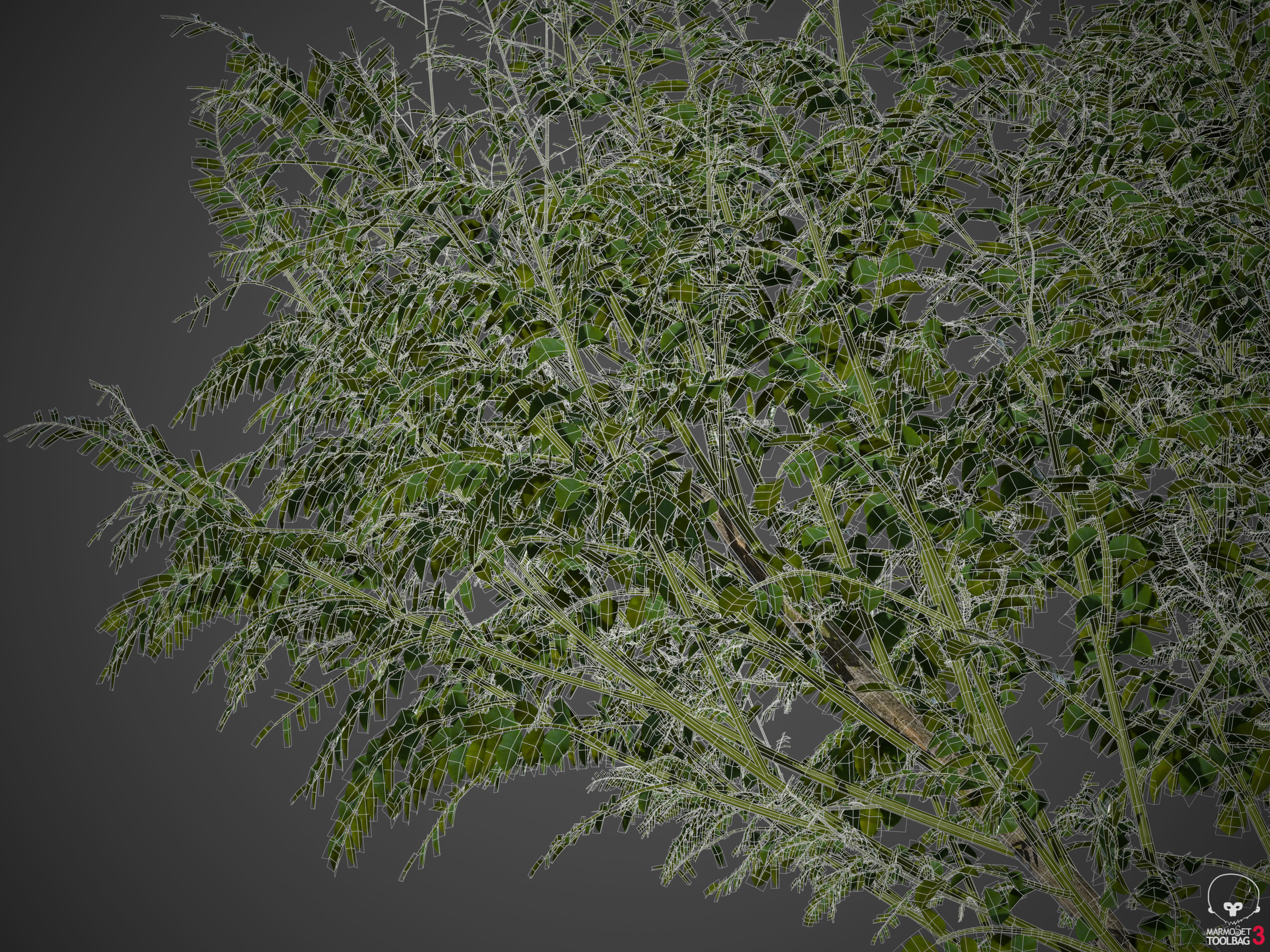 2021 PBR Curry Leaf Collection - Murraya Koenigii  3D model_7