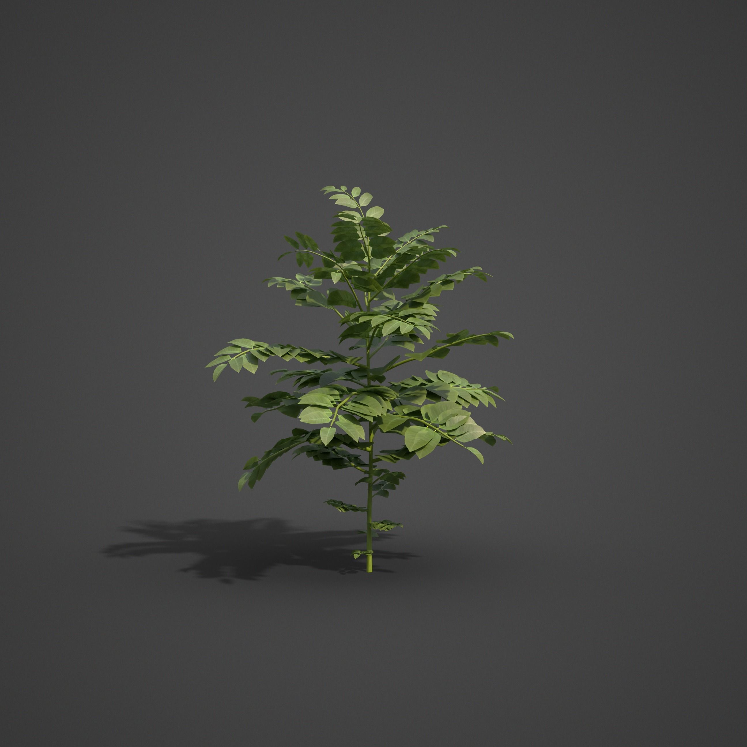 2021 PBR Curry Leaf Collection - Murraya Koenigii  3D model_4