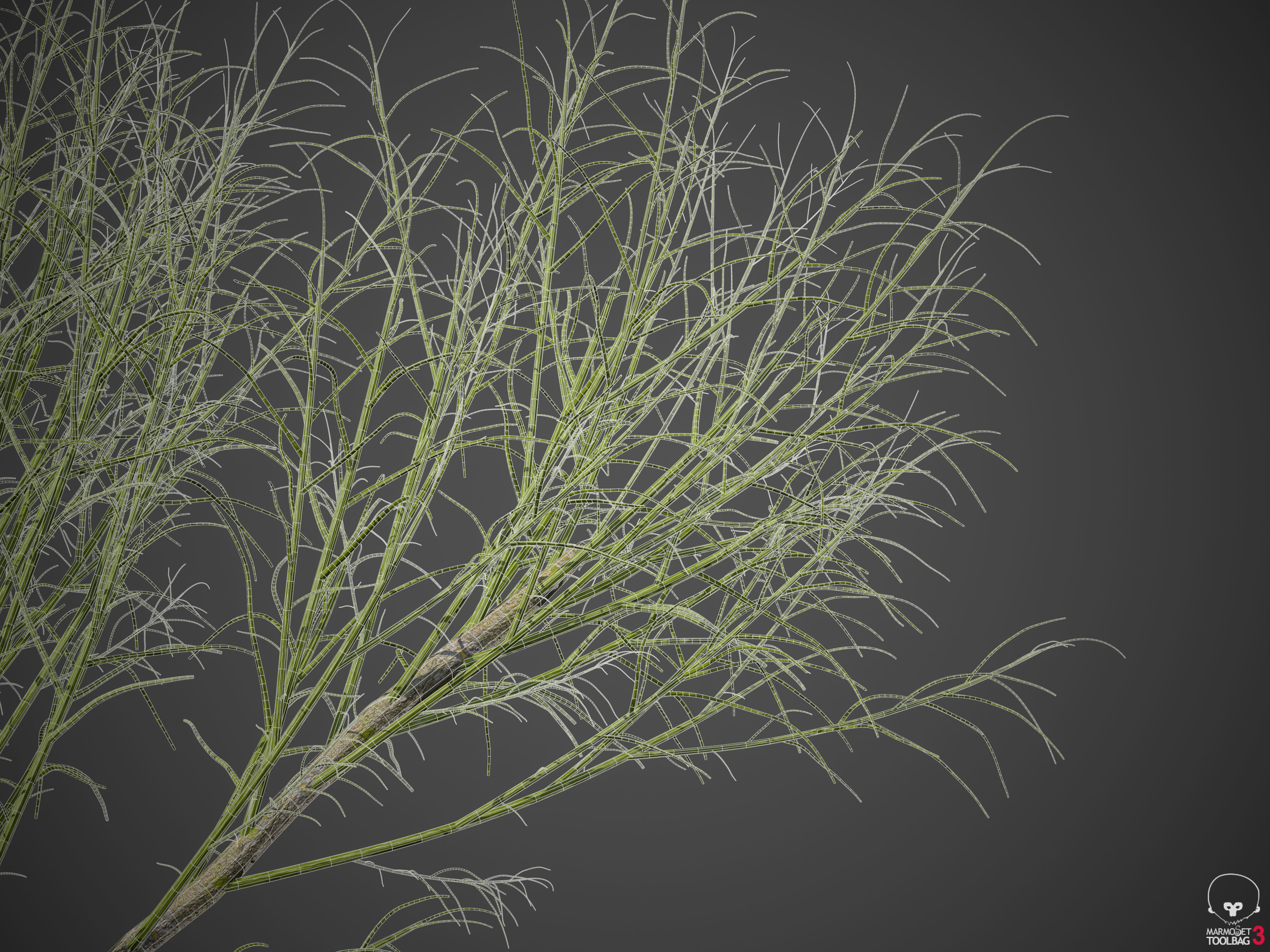 2021 PBR Curry Leaf Collection - Murraya Koenigii  3D model_8