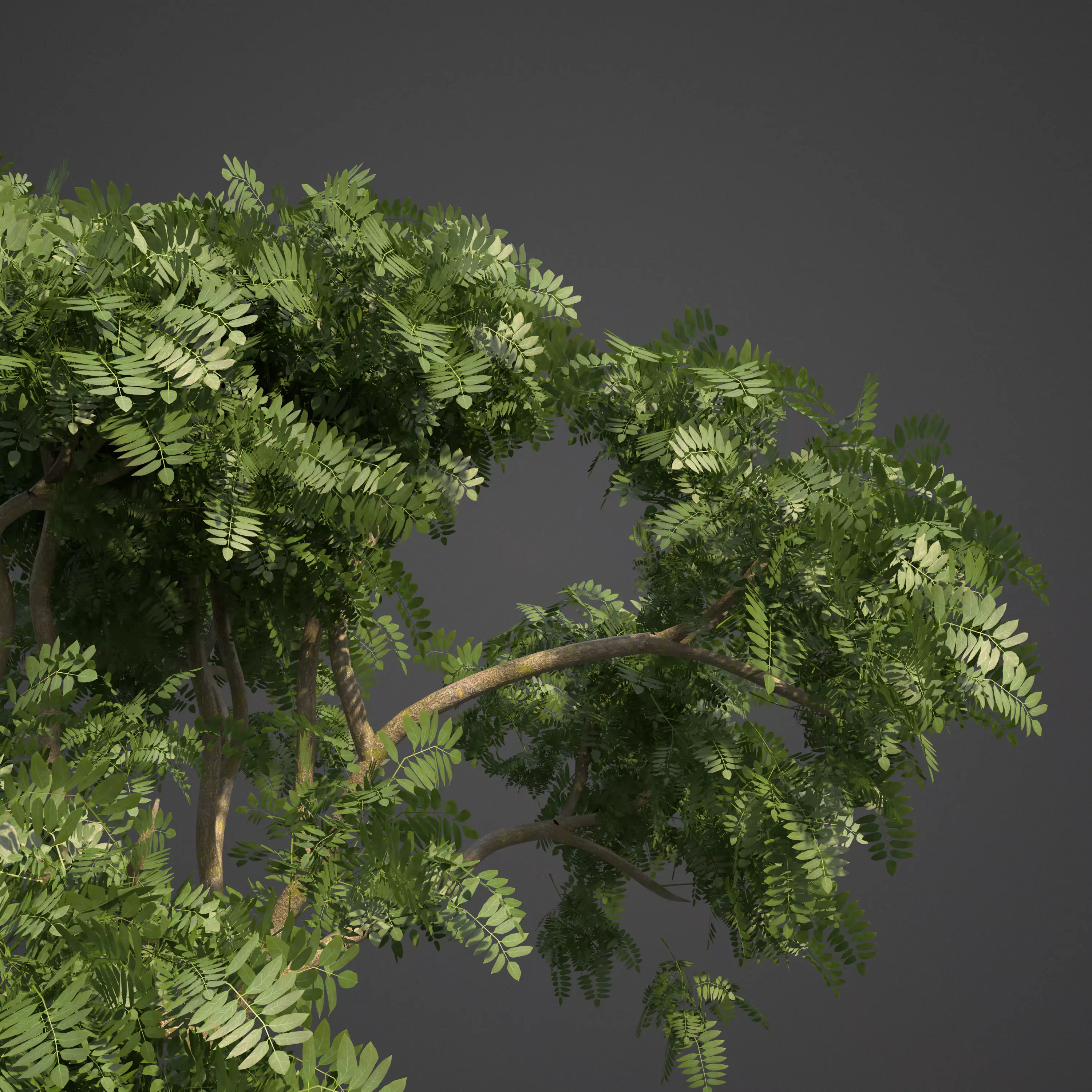 2021 PBR Curry Leaf Collection - Murraya Koenigii  3D model_0