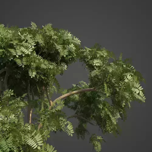 2021 PBR Curry Leaf Collection - Murraya Koenigii  3D model