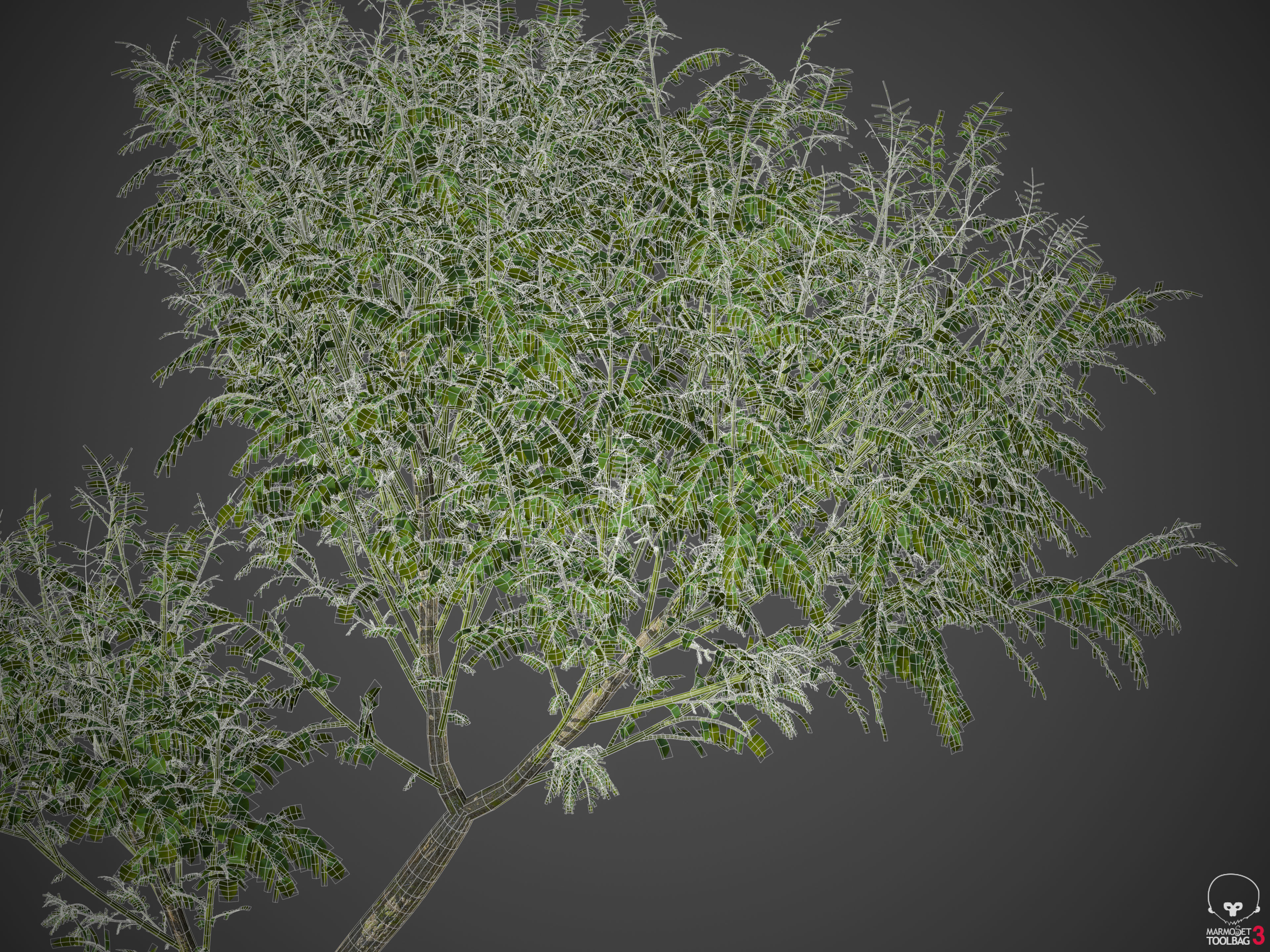 2021 PBR Curry Leaf Collection - Murraya Koenigii  3D model_9