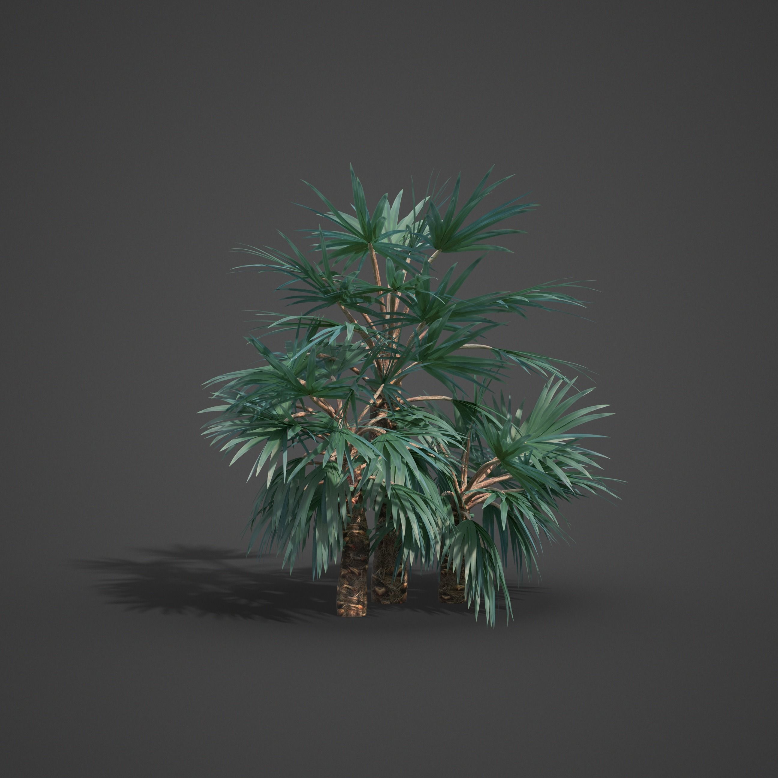 2021 Mazari Palm Collection - Nannorrhops Ritchiana  3D model_6