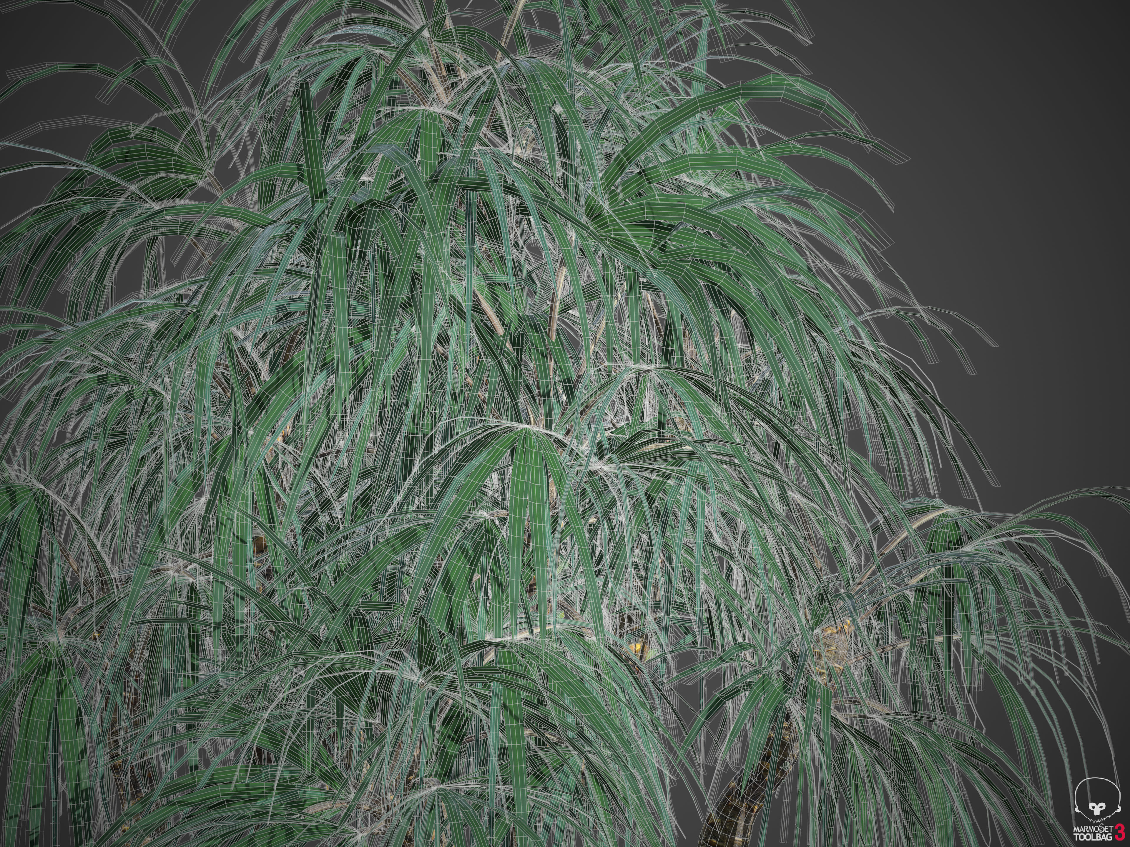 2021 Mazari Palm Collection - Nannorrhops Ritchiana  3D model_10