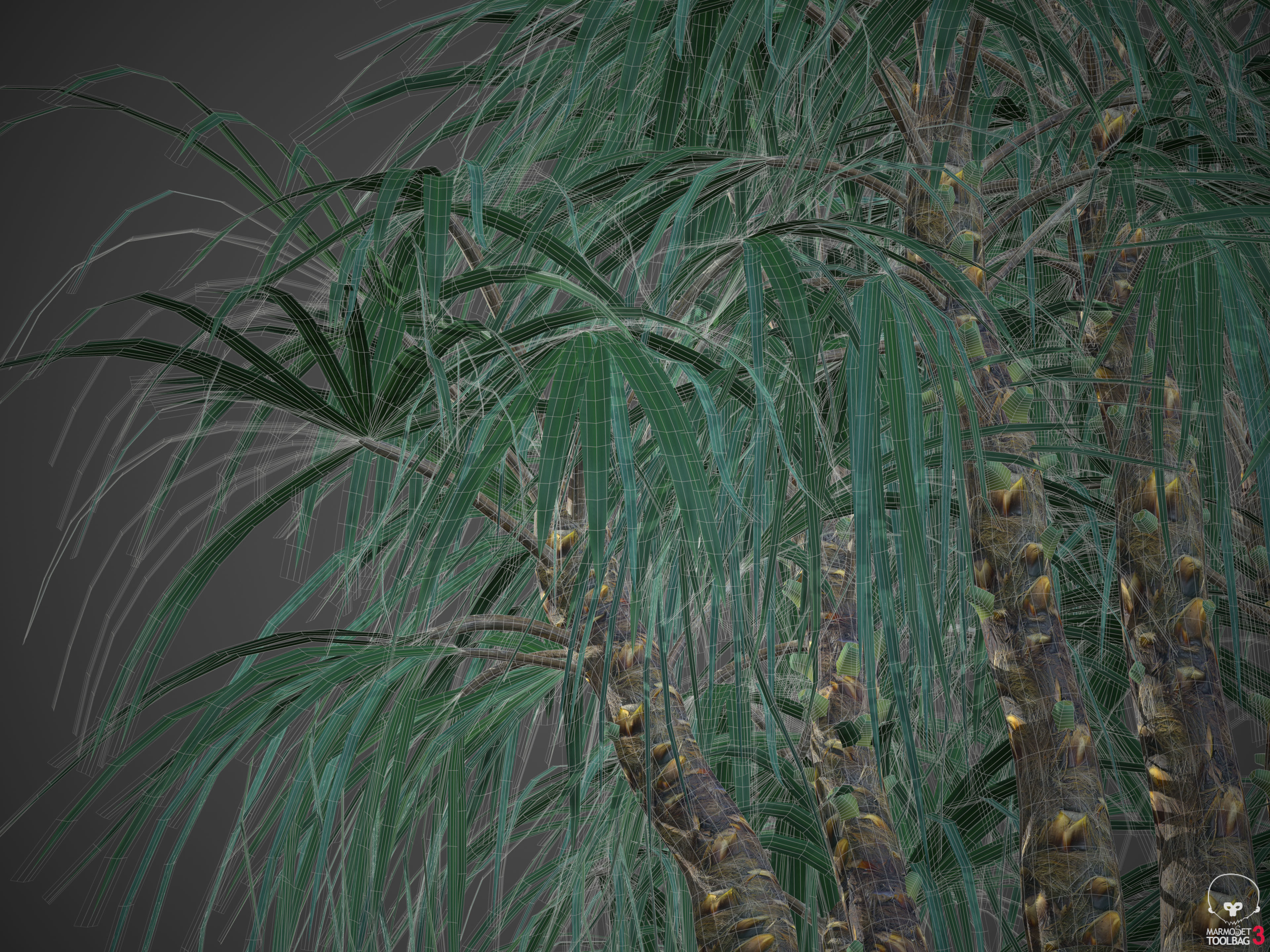 2021 Mazari Palm Collection - Nannorrhops Ritchiana  3D model_9
