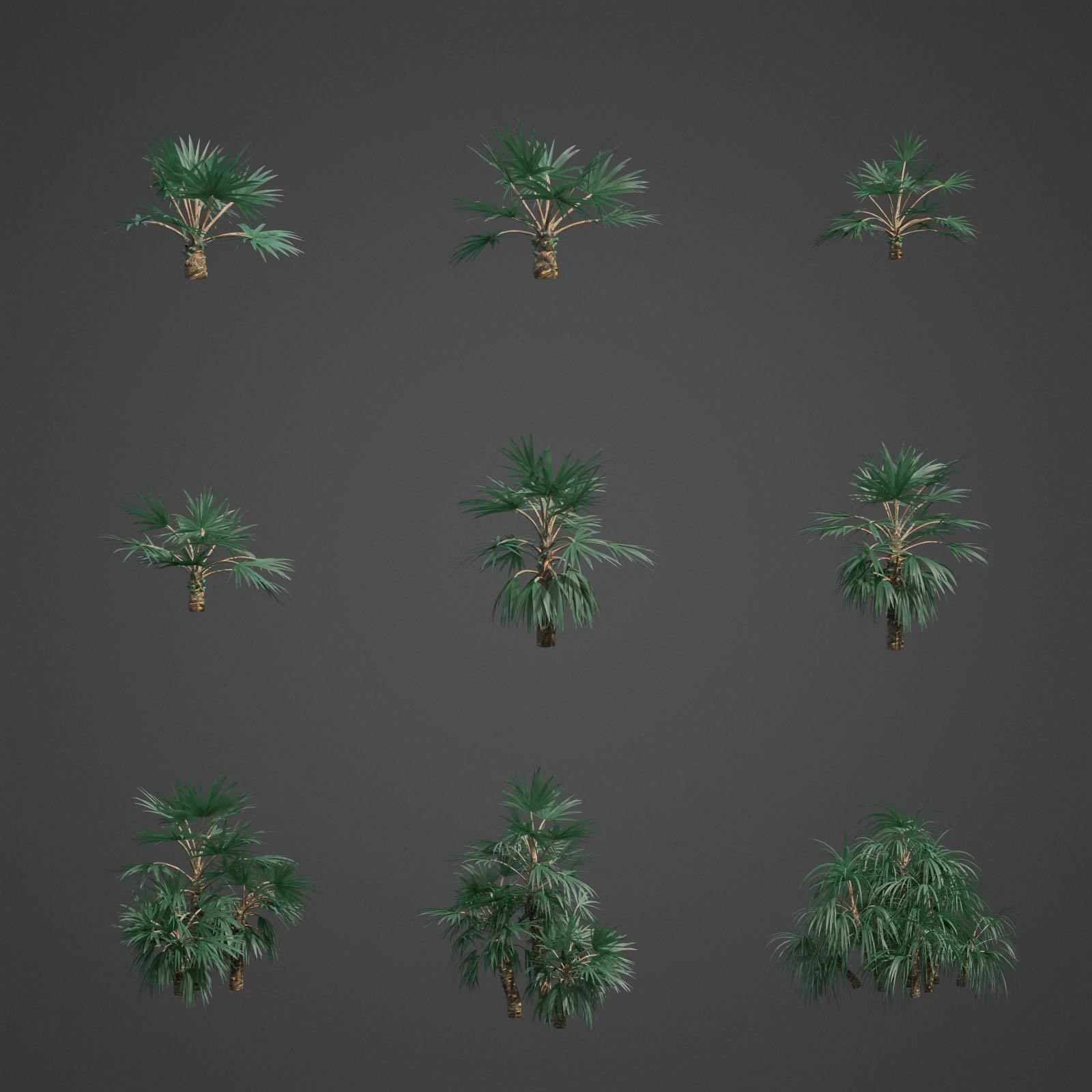 2021 Mazari Palm Collection - Nannorrhops Ritchiana  3D model_2