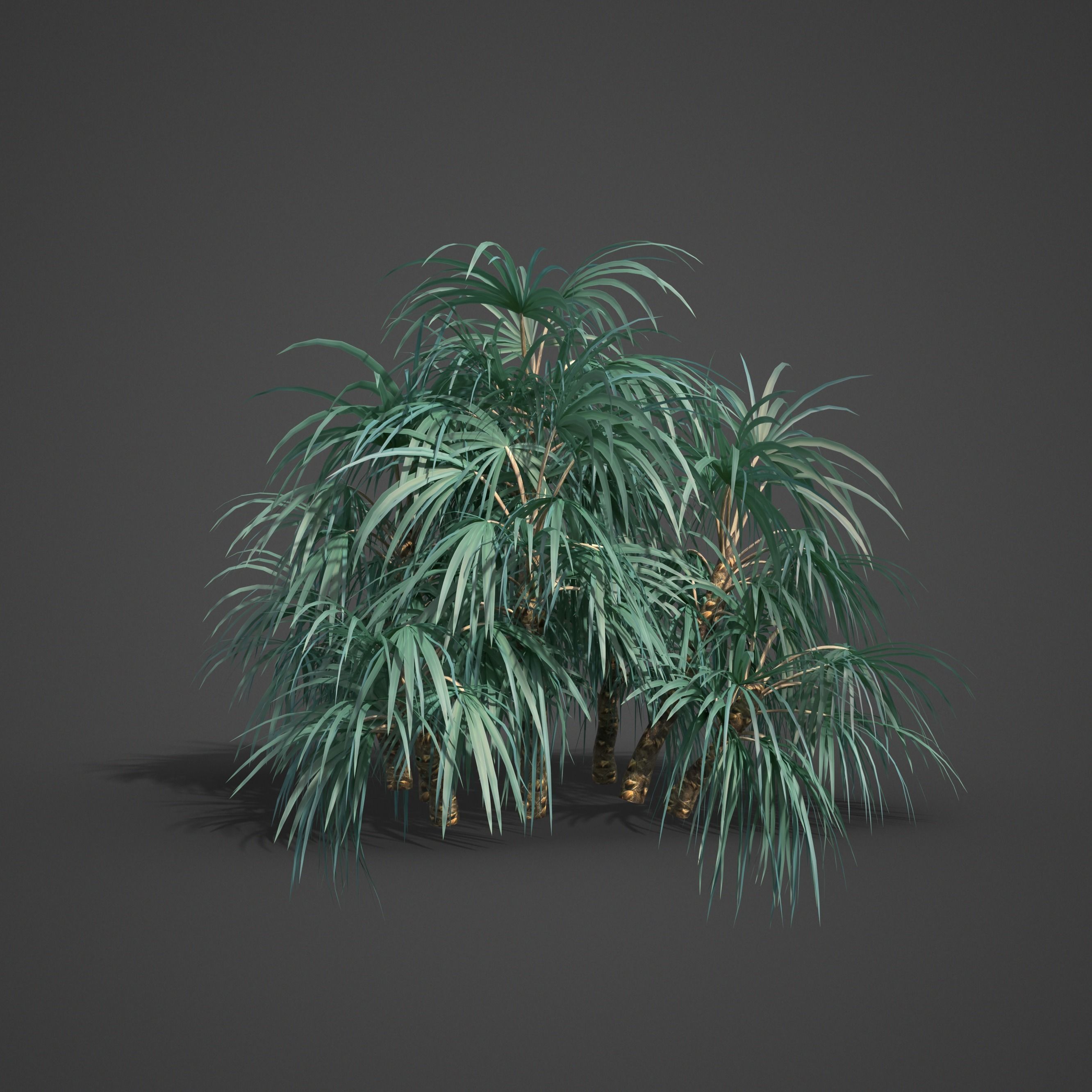 2021 Mazari Palm Collection - Nannorrhops Ritchiana  3D model_4