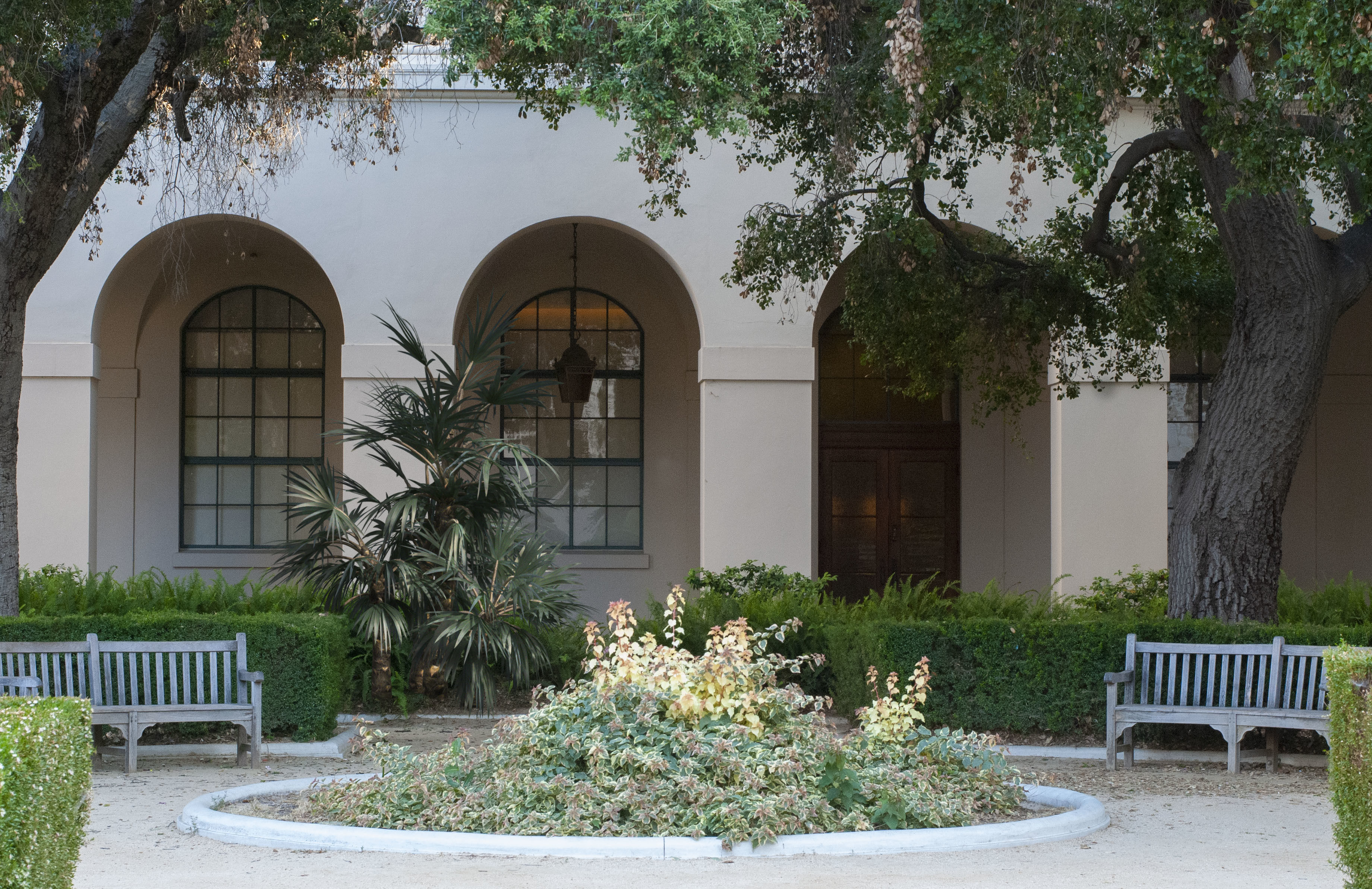 2021 Mazari Palm Collection - Nannorrhops Ritchiana  3D model_3