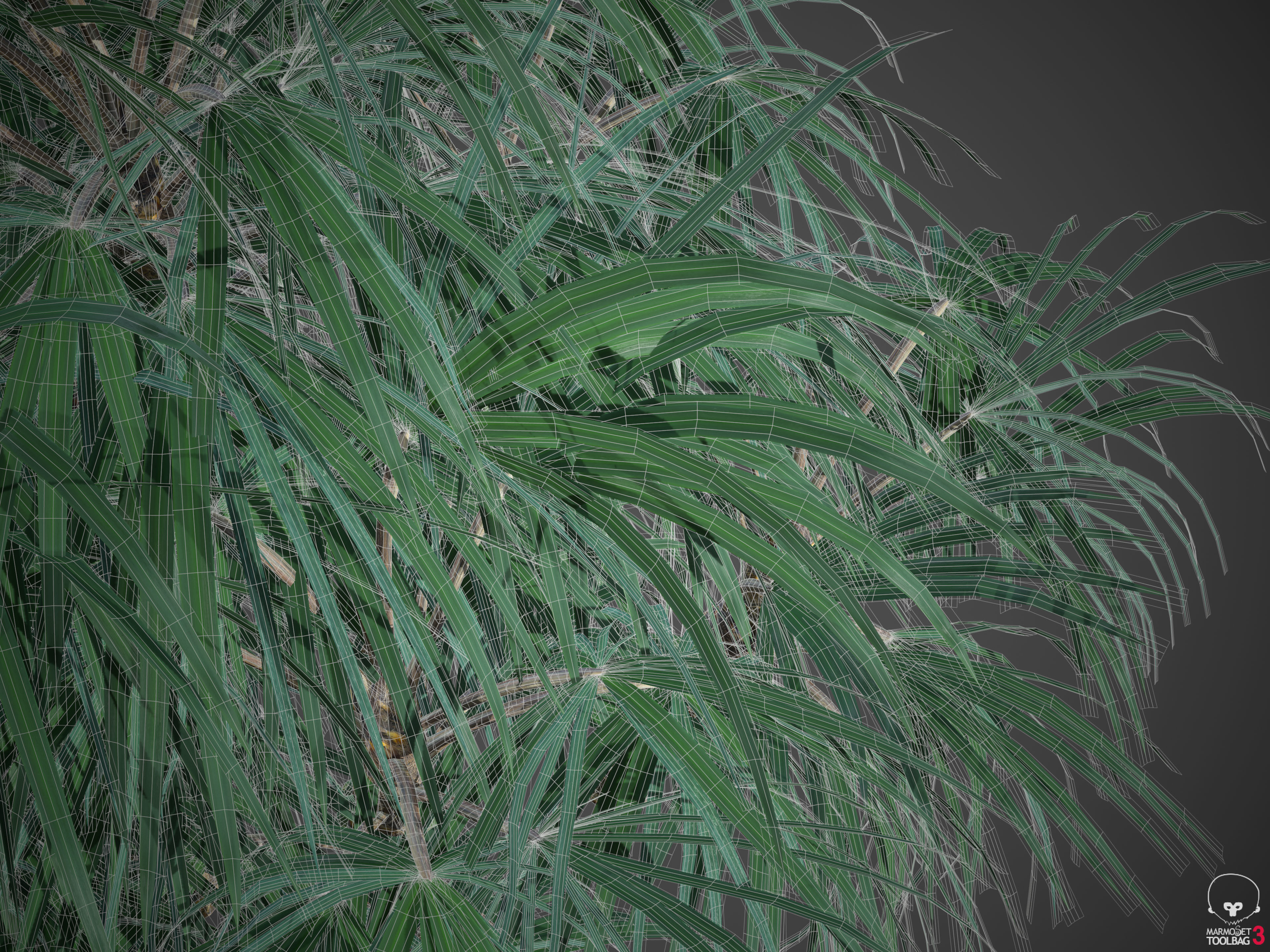 2021 Mazari Palm Collection - Nannorrhops Ritchiana  3D model_8