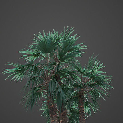 2021 Mazari Palm Collection - Nannorrhops Ritchiana  3D model