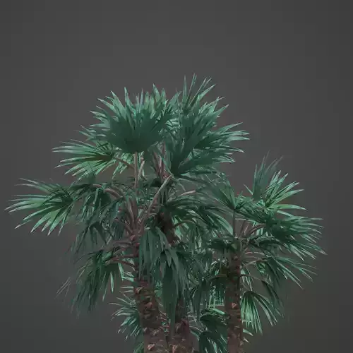 2021 Mazari Palm Collection - Nannorrhops Ritchiana  3D model