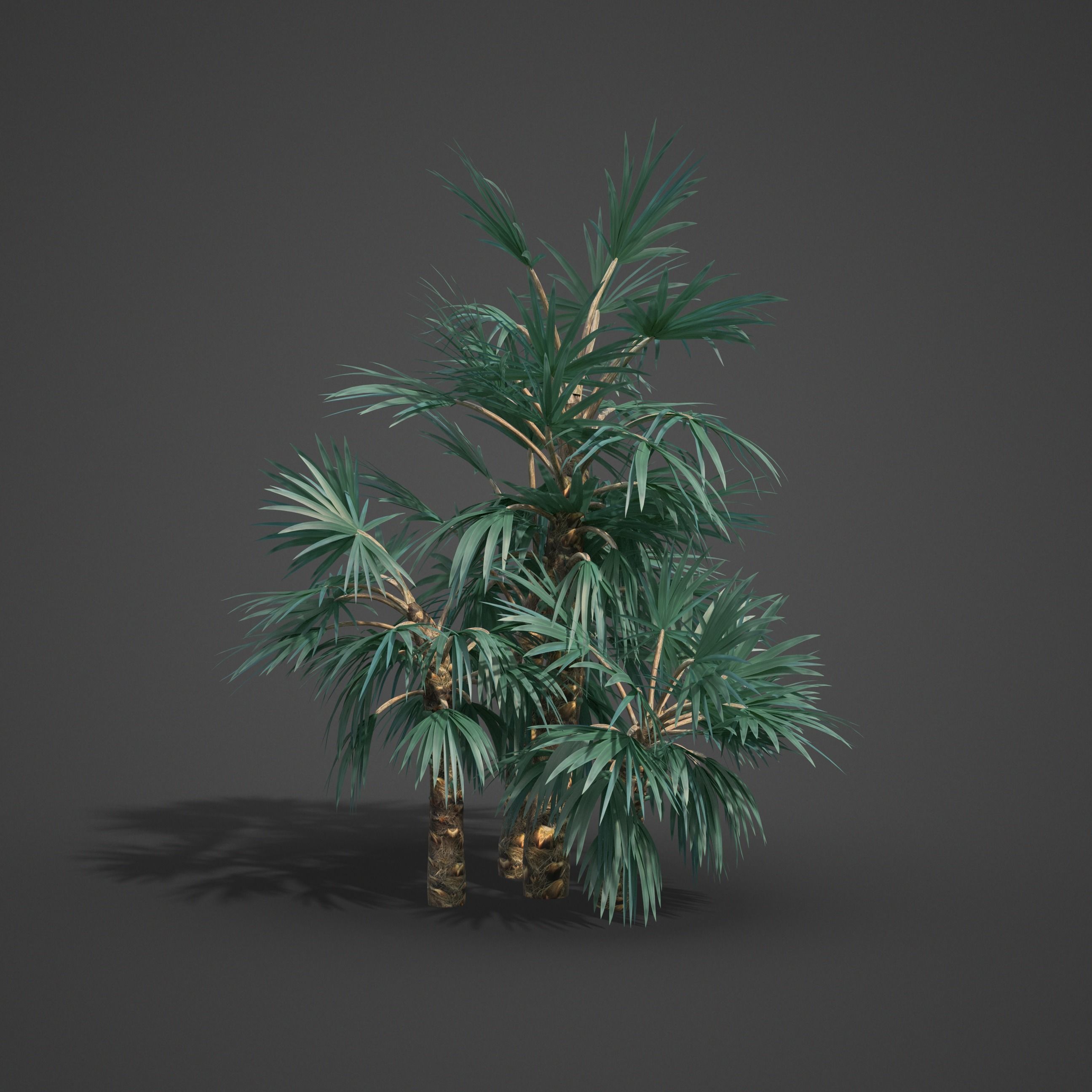 2021 Mazari Palm Collection - Nannorrhops Ritchiana  3D model_7