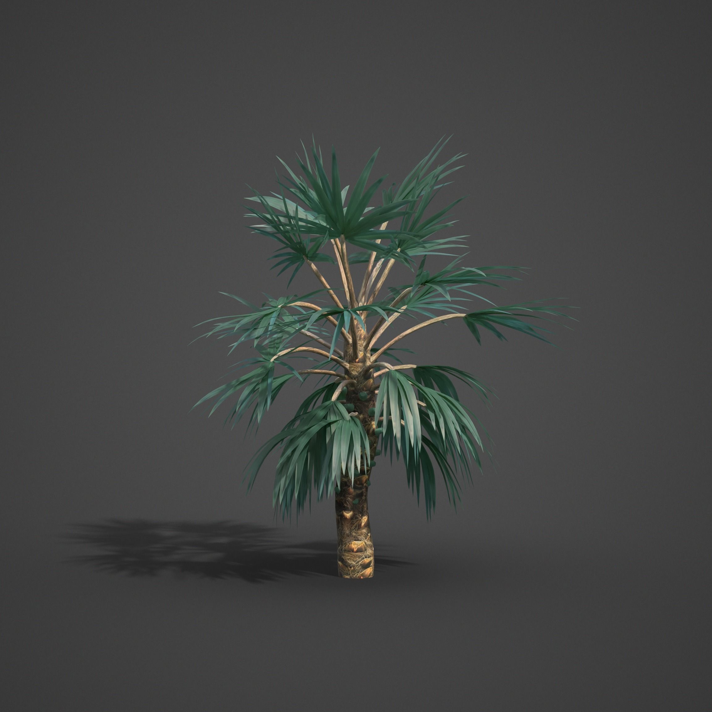 2021 Mazari Palm Collection - Nannorrhops Ritchiana  3D model_5