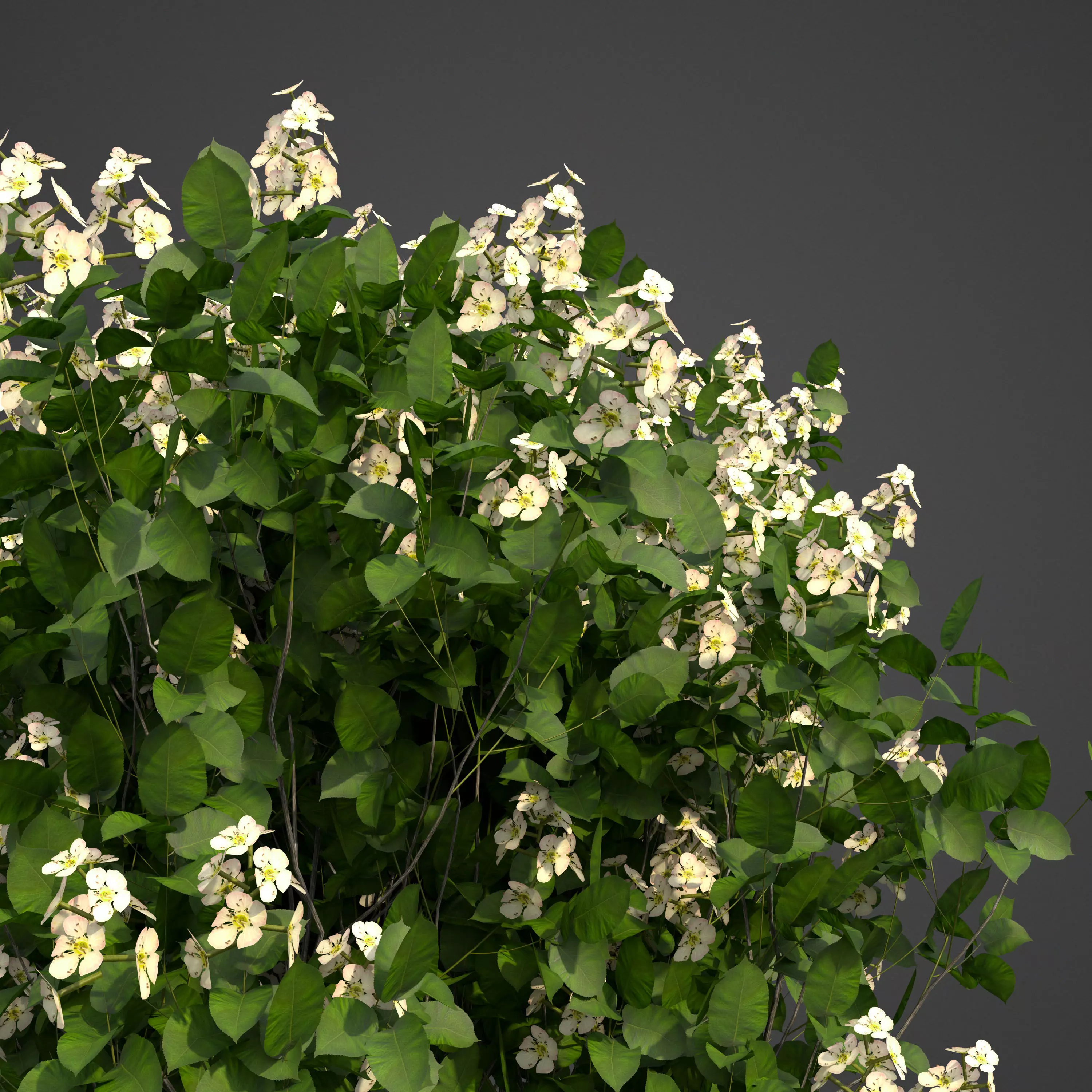 2021 PBR Quince Collection - Cydonia Oblonga 3D model
